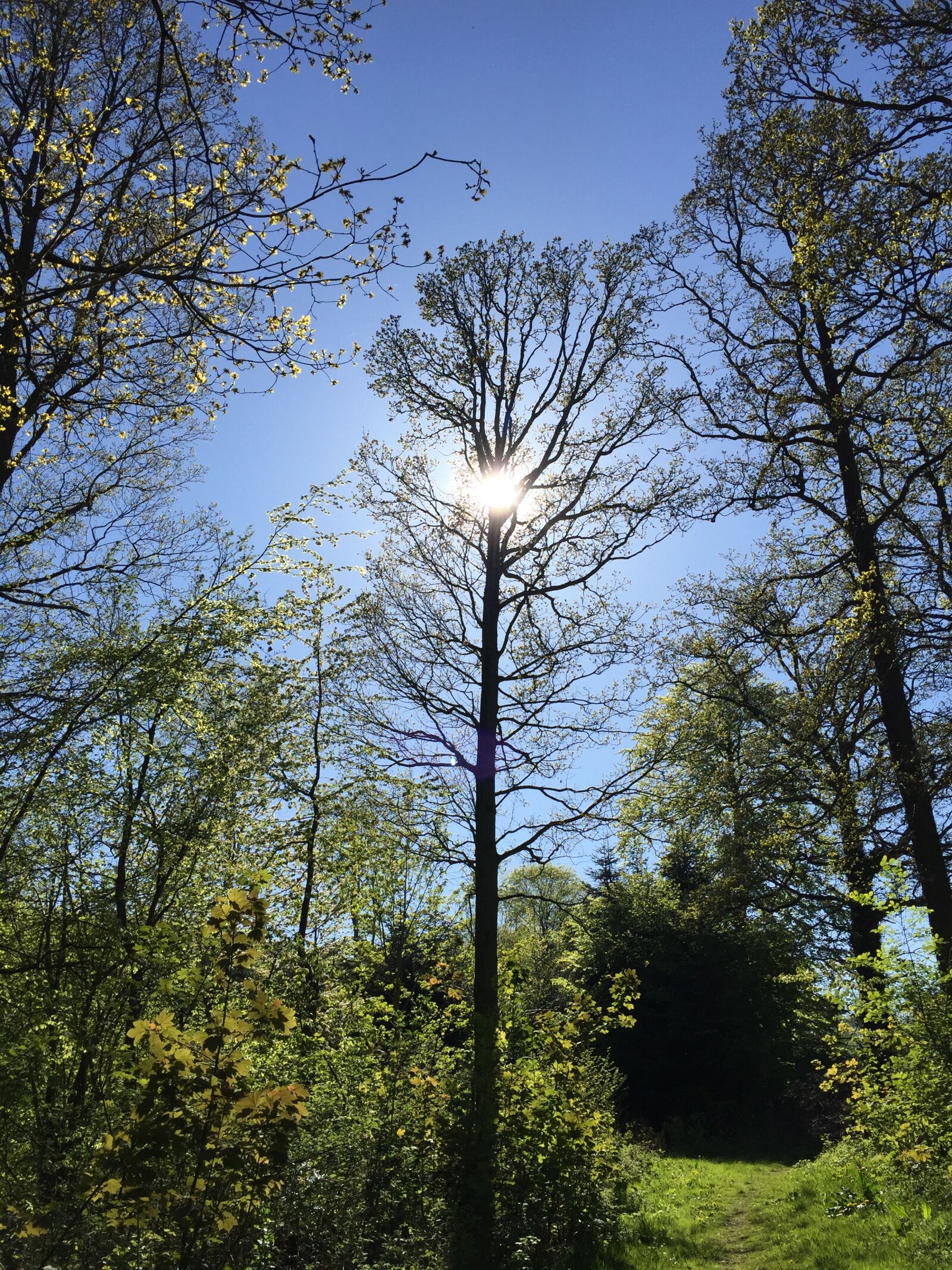 iPhone 6 back camera 4.15mm f/2.2 sample photo. Sol, forest, trees photography