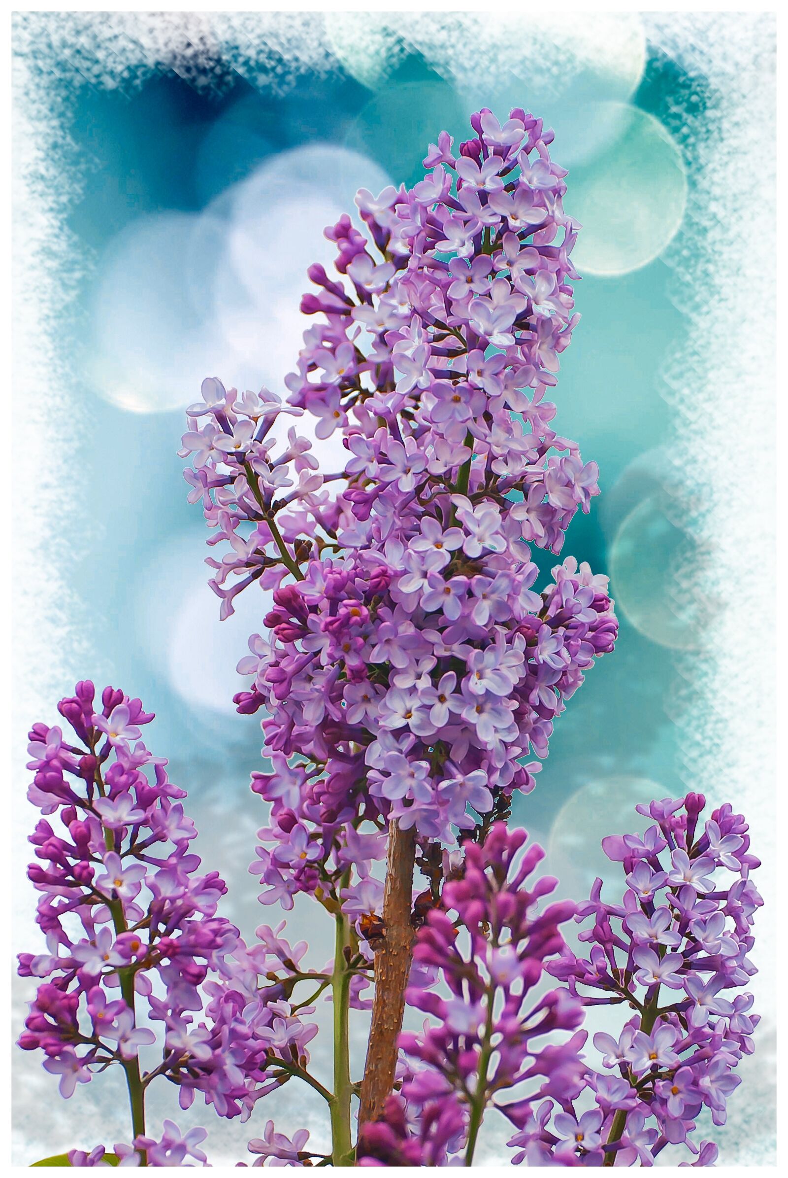 Nikon D80 sample photo. Flora, nature, syringa vulgaris photography