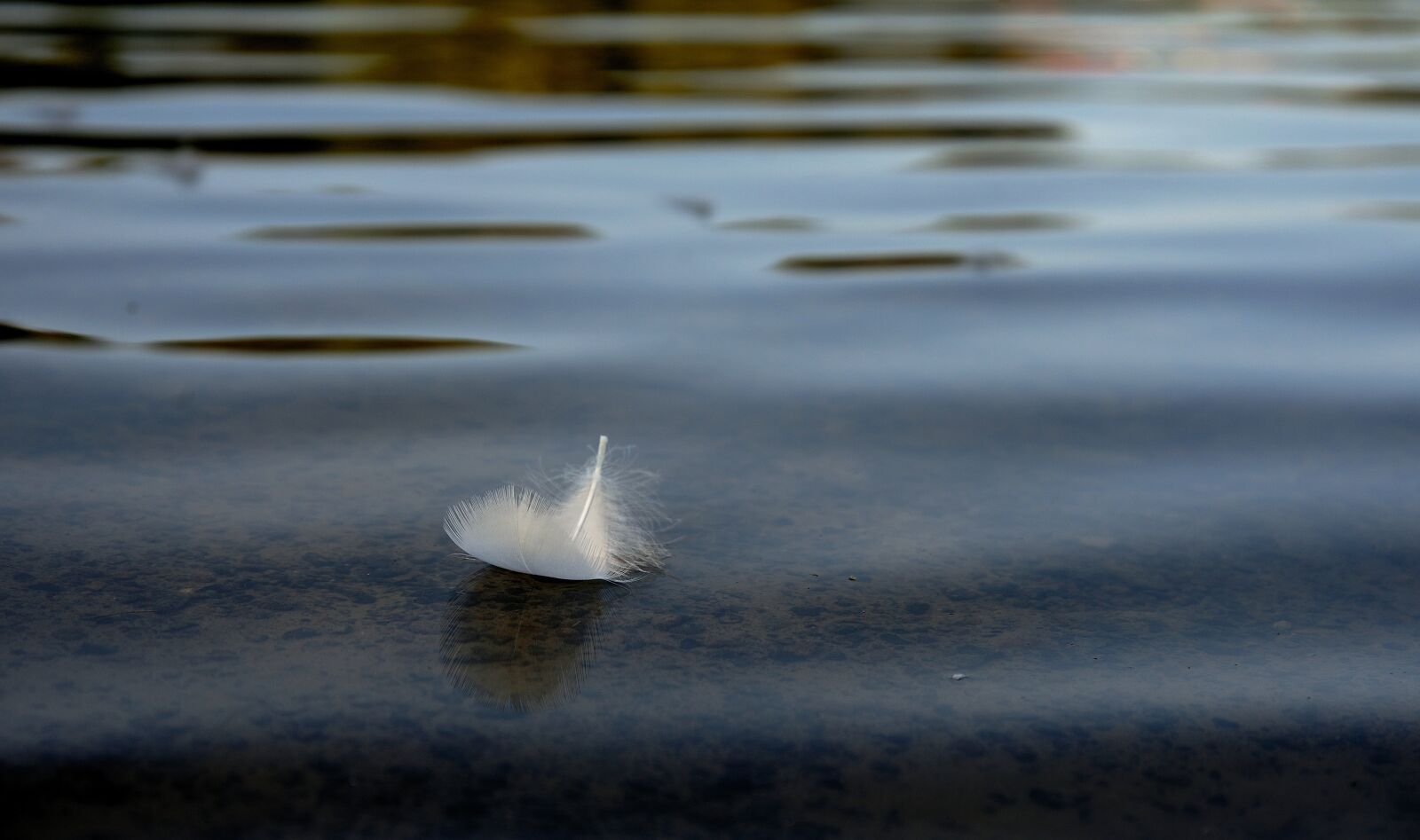Nikon D610 sample photo. Water, feather, lake photography