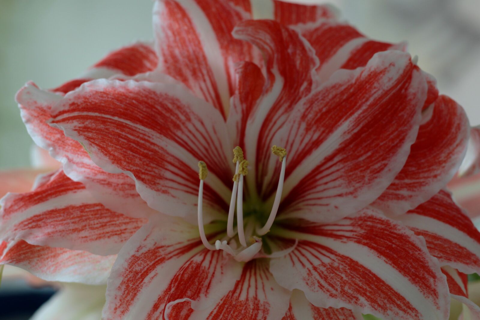 Canon EOS 7D Mark II + Canon EF 50mm F1.8 STM sample photo. Amaryllis flaming peacock, flowers photography