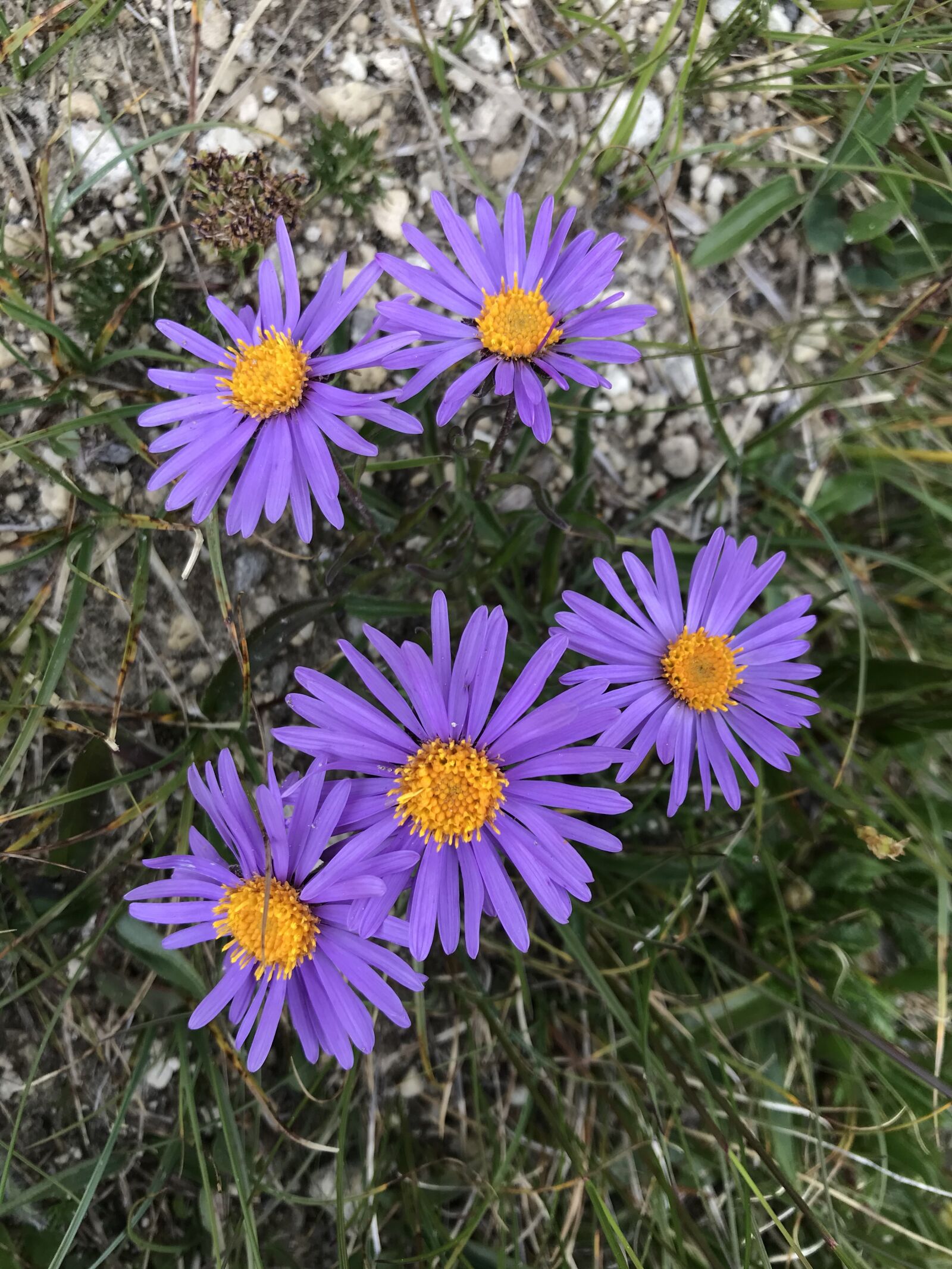iPhone 7 back camera 3.99mm f/1.8 sample photo. Towards the stabbiello lace photography