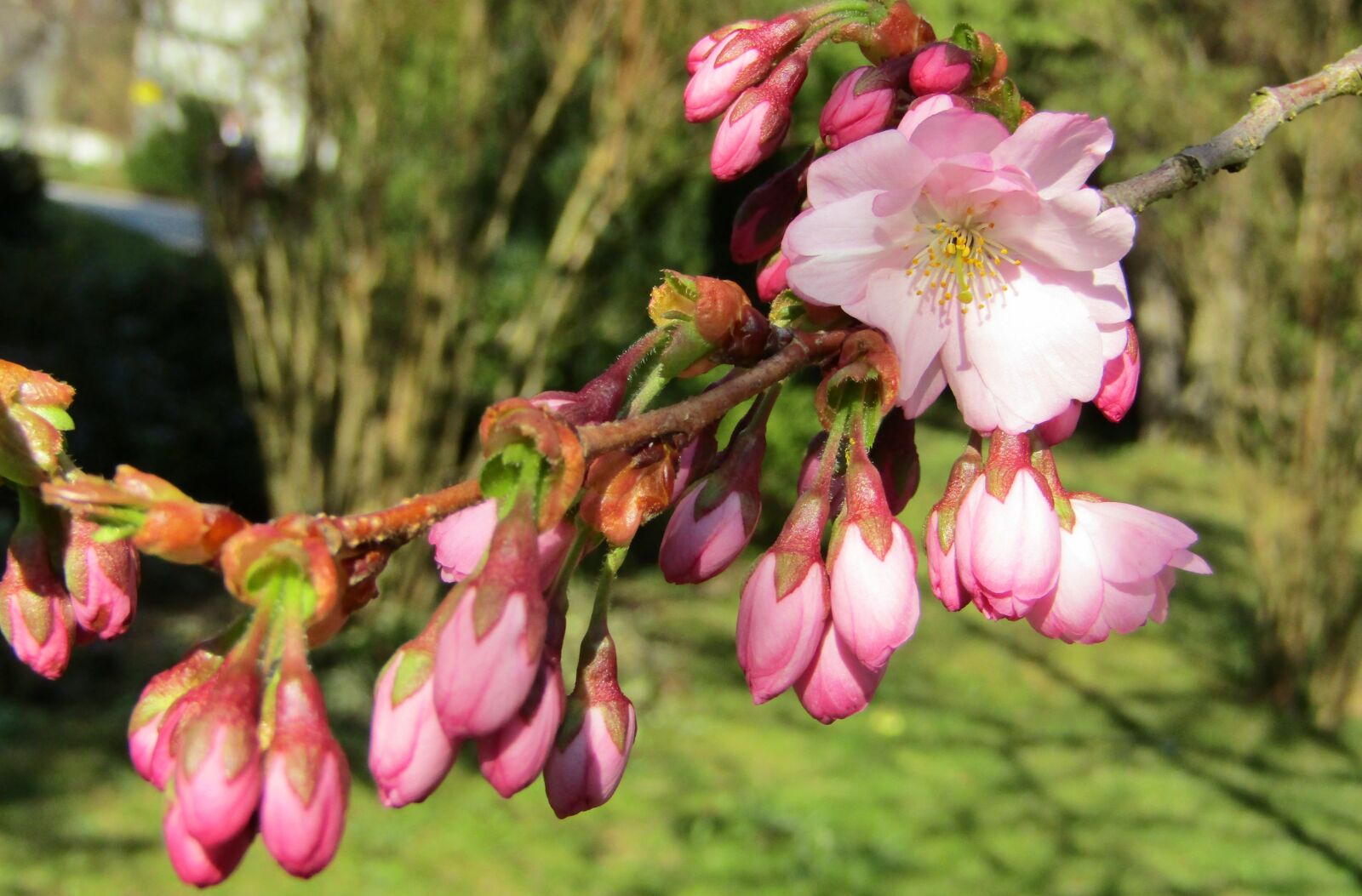 Canon POWERSHOT SX432 IS sample photo. Japanese cherry, spring, pink photography