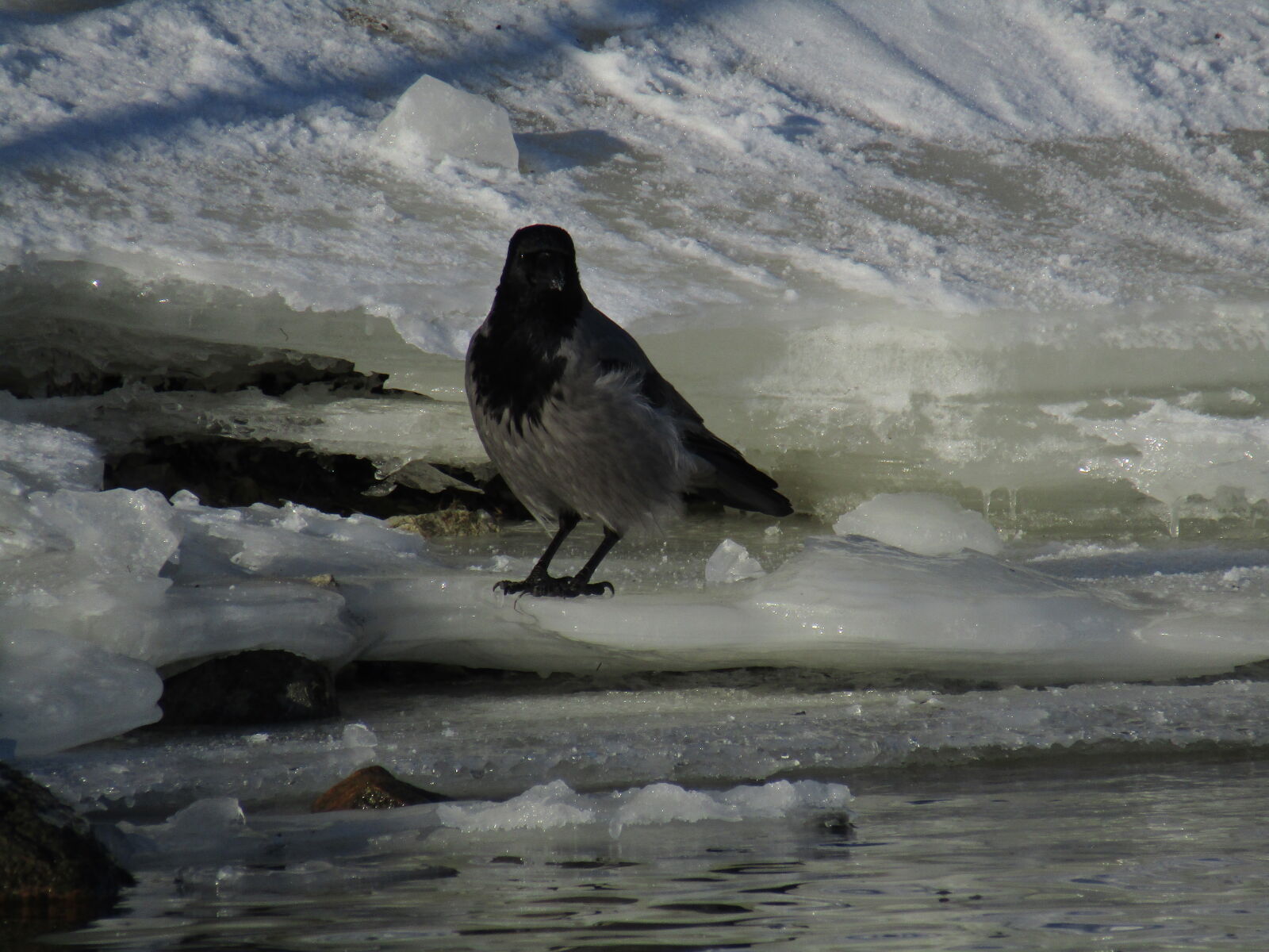 Canon PowerShot SX420 IS sample photo