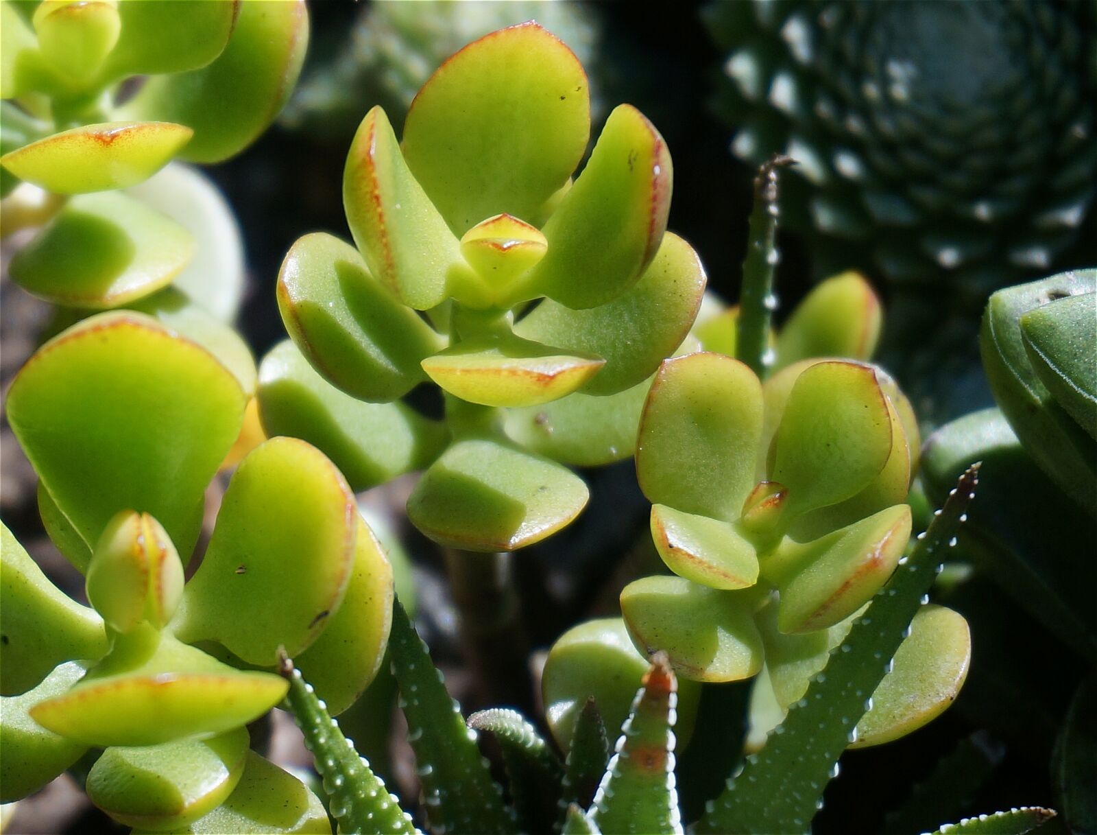 Sony Alpha NEX-5T sample photo. Jade plant, succulent, container photography