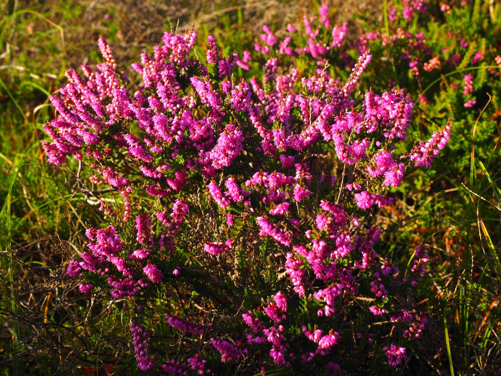 Olympus OM-D E-M1 + Olympus M.Zuiko Digital ED 12-40mm F2.8 Pro sample photo. Heather, heide, flowers photography