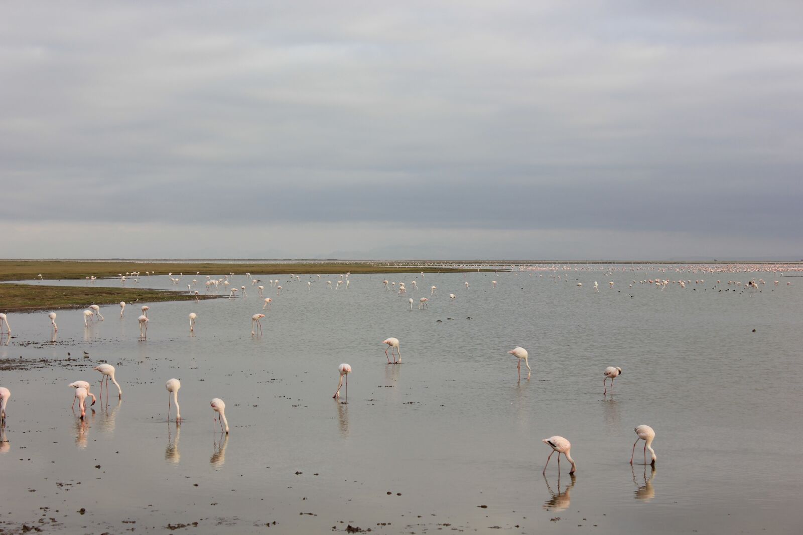 Canon EF-S 18-55mm F3.5-5.6 IS sample photo. Flamingos, lake, national park photography