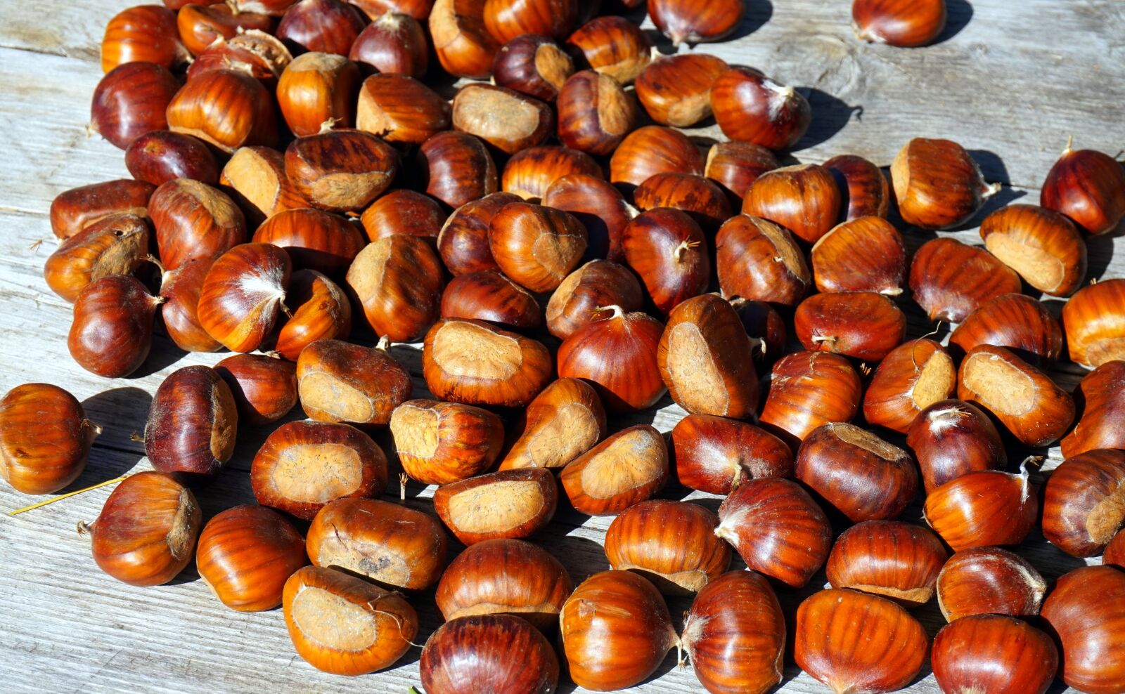 Sony Alpha a5000 (ILCE 5000) sample photo. Chestnut, ripe, autumn photography