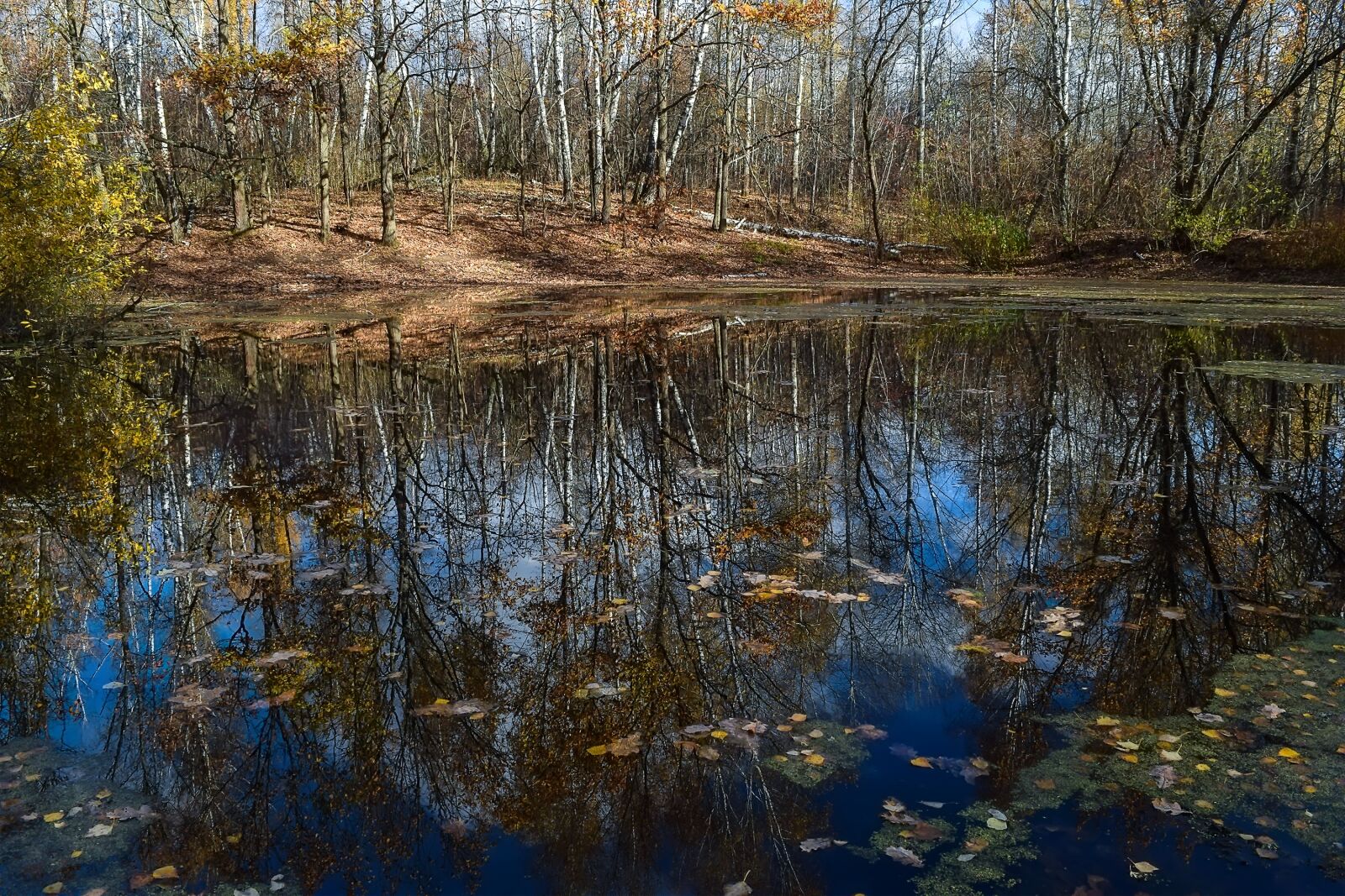 Nikon D3300 sample photo. Forest, pond, autumn photography