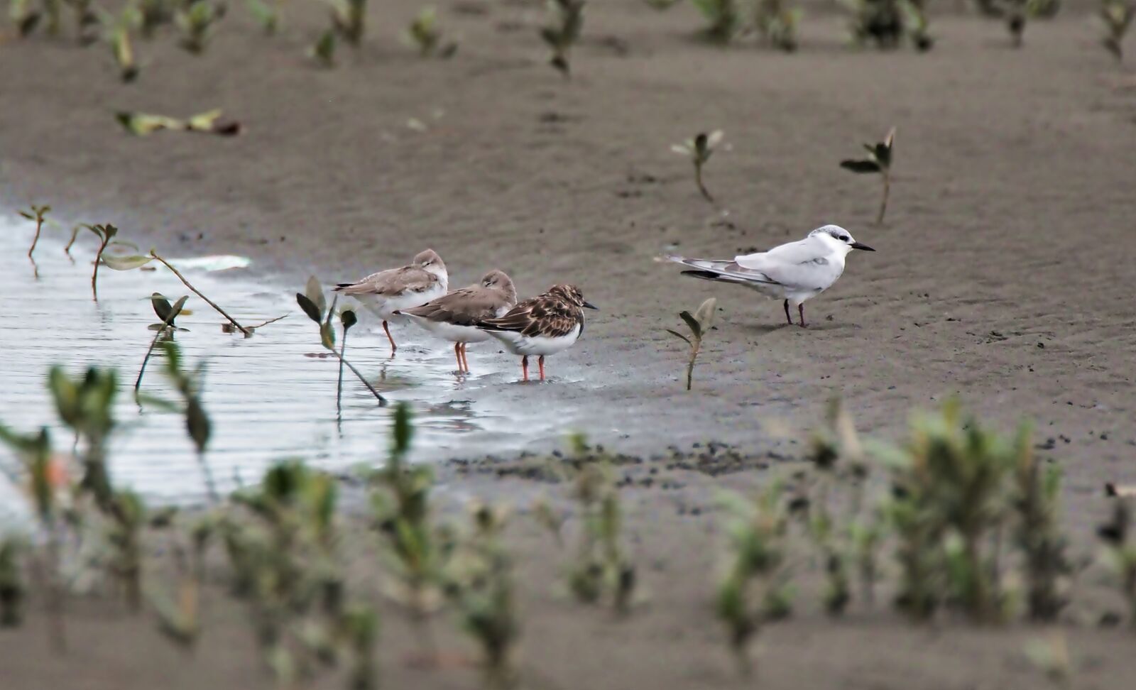 Olympus OM-D E-M1 sample photo. Shorebirds resting, wild, bird photography