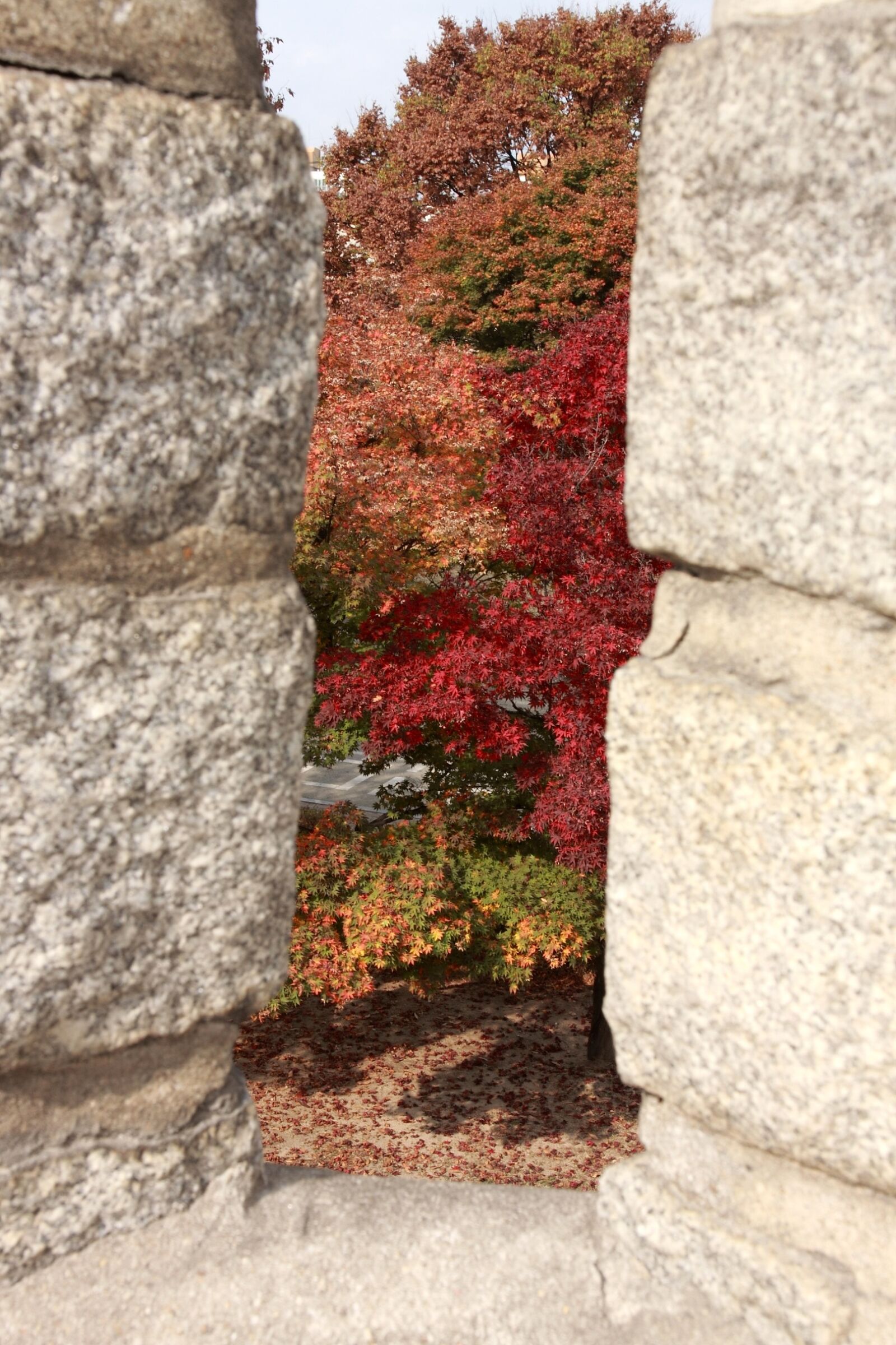 Canon EOS 50D sample photo. Suwon, mars, autumn photography