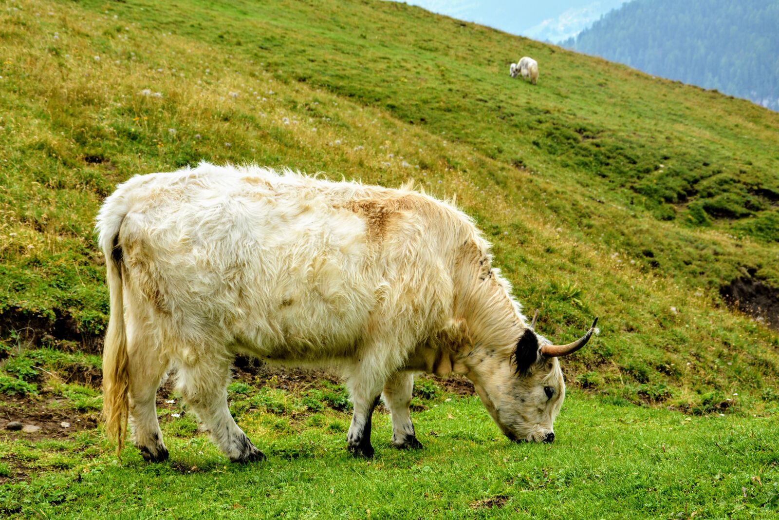 Nikon D7100 sample photo. Cow, tibetan, prato photography