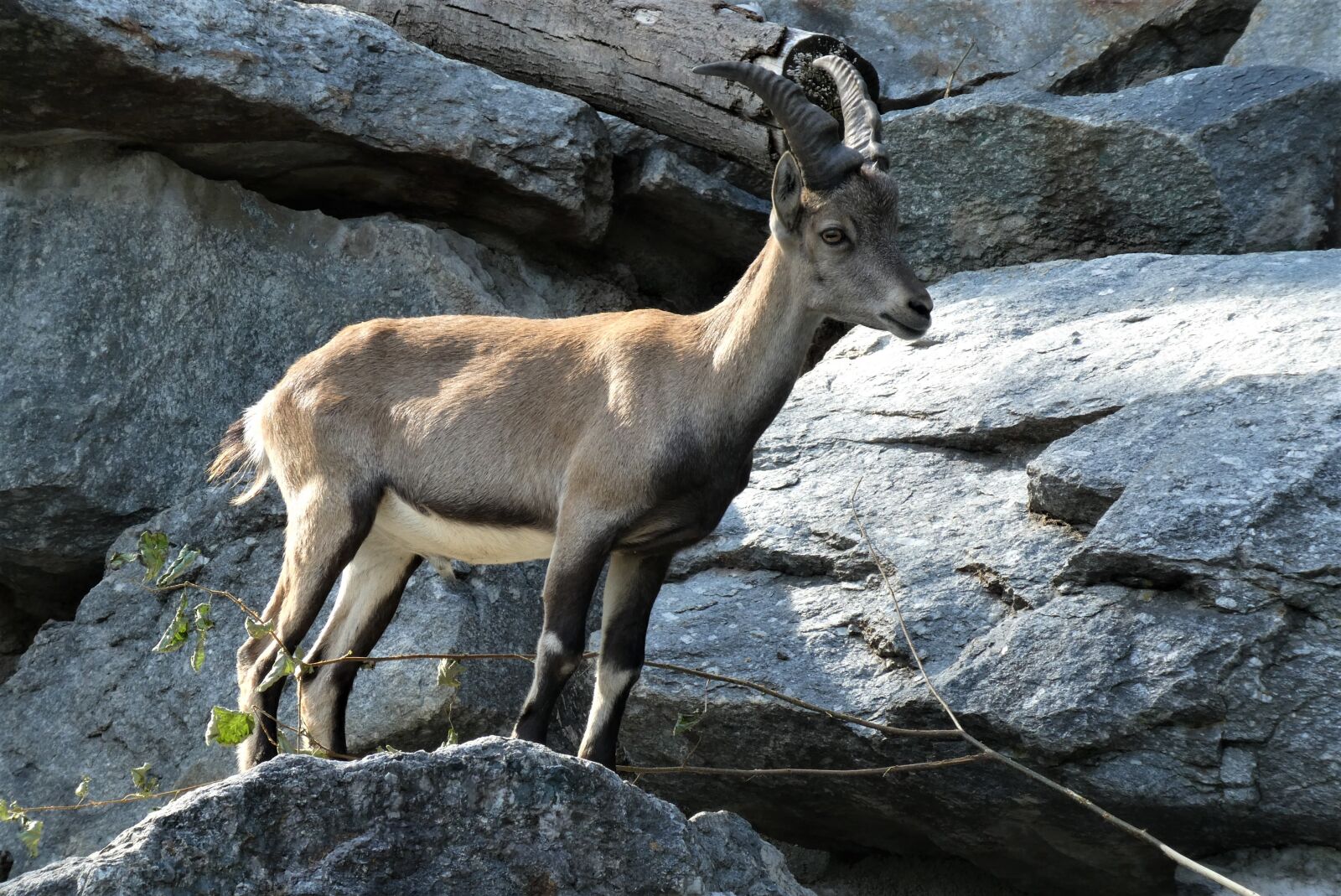 Panasonic Lumix DC-ZS70 (Lumix DC-TZ90) sample photo. Capricorn, zoo, alpenzoo photography