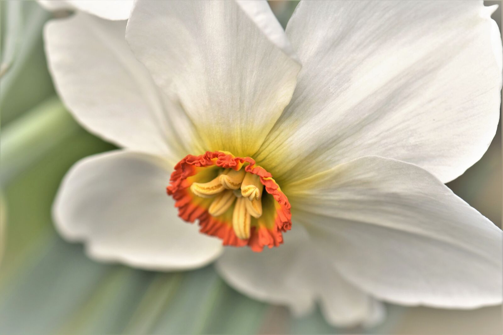 Nikon D5500 sample photo. Narcissus, spring, plant photography