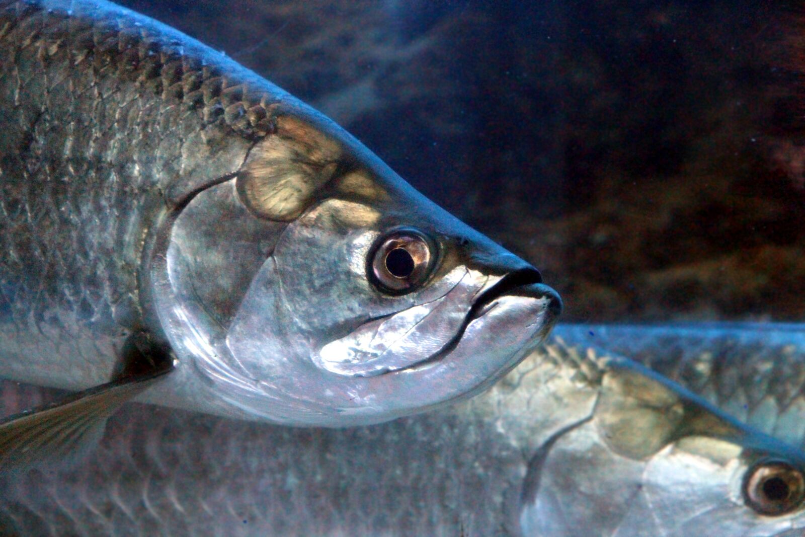 Canon EOS 650D (EOS Rebel T4i / EOS Kiss X6i) sample photo. Tarpon, megalops, fish photography