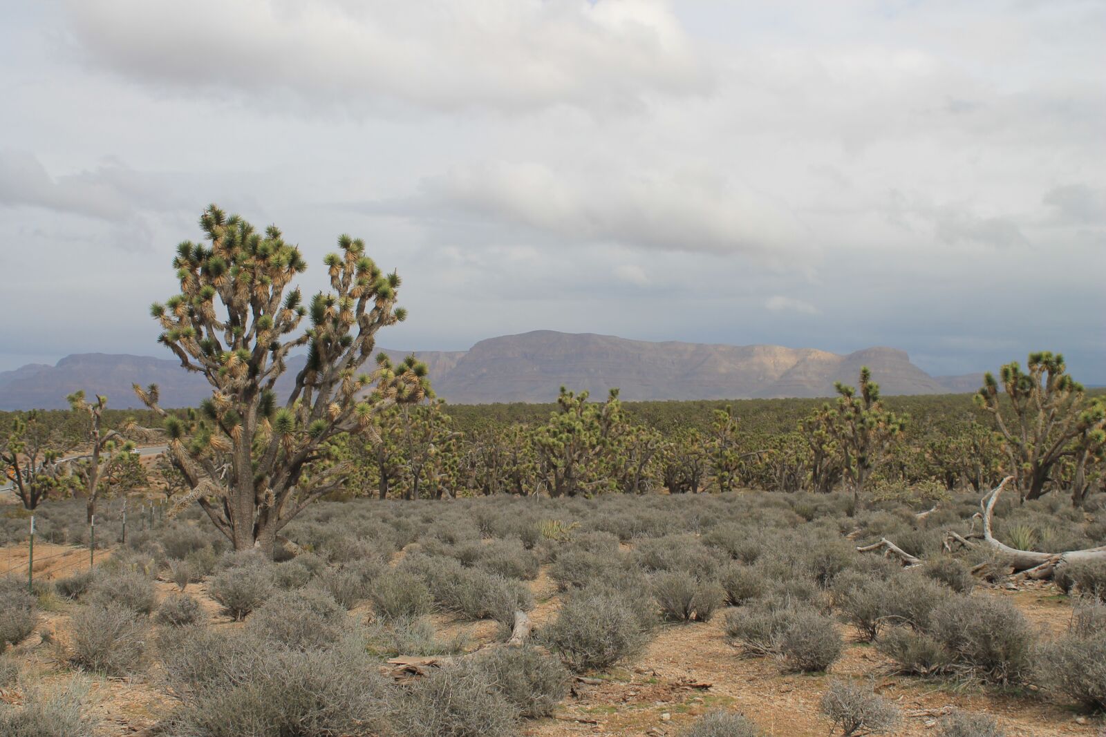 Canon EOS 1100D (EOS Rebel T3 / EOS Kiss X50) sample photo. Arizona, josua tree, desert photography