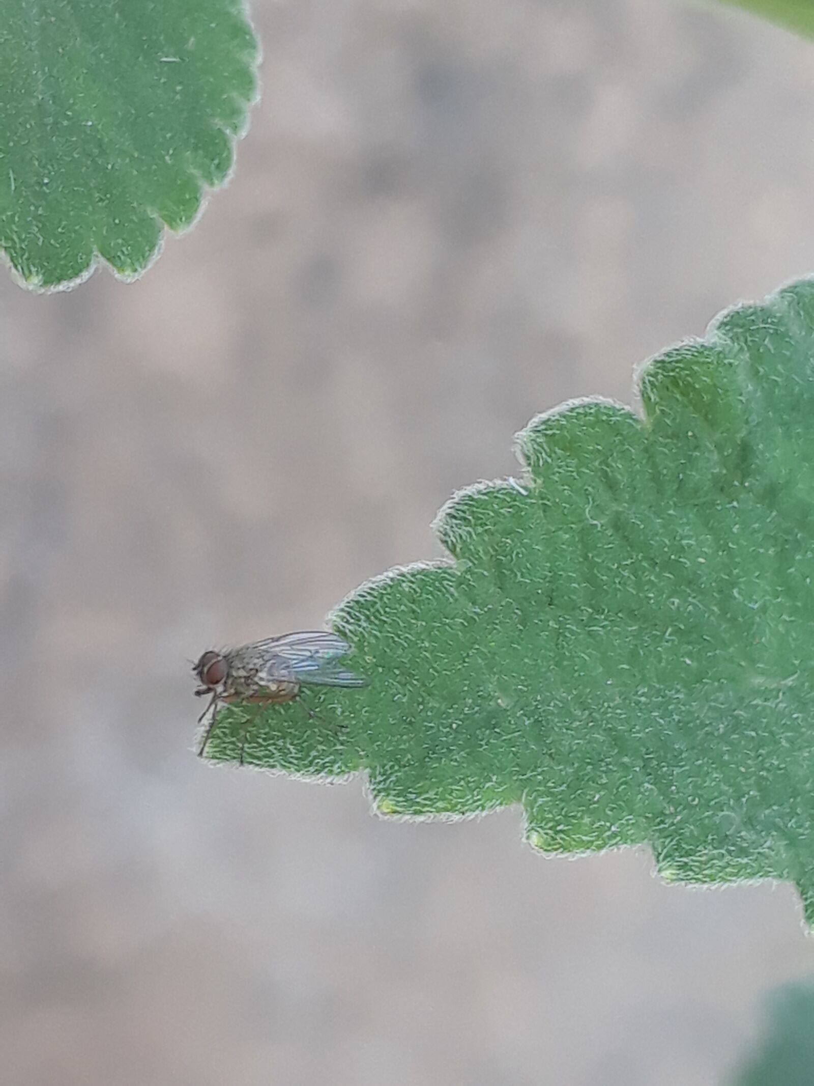 Samsung Galaxy J5 Prime sample photo. Mosquito, insect, nature photography