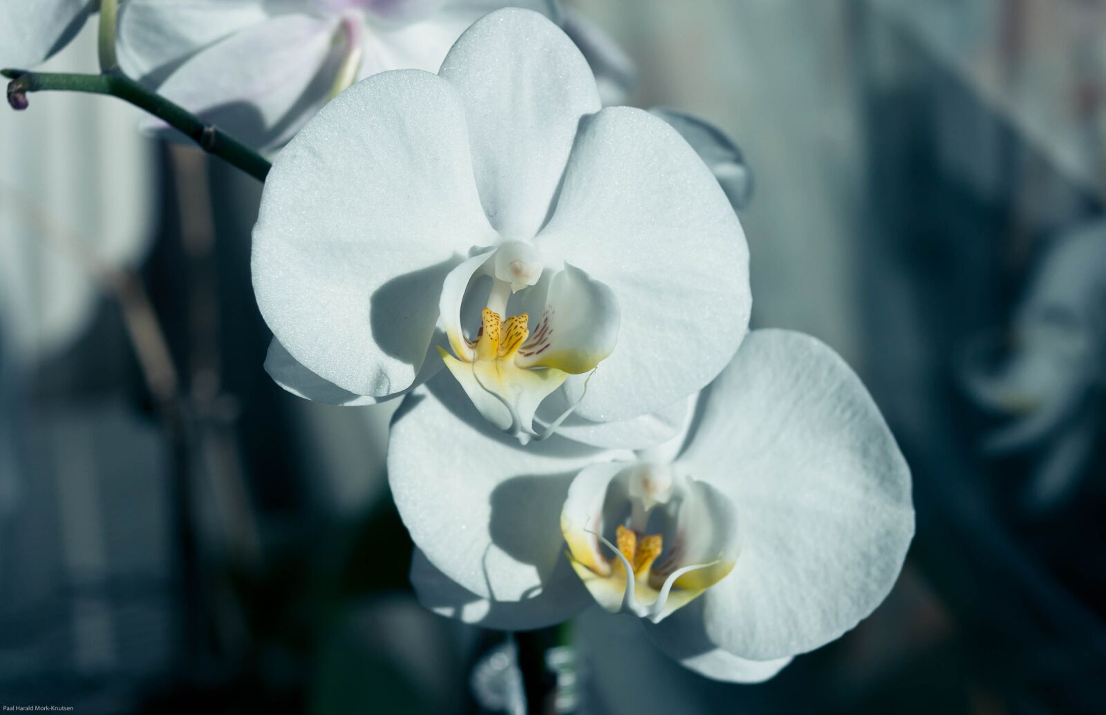 Canon EOS 60D sample photo. Flower, orchid, macro photography