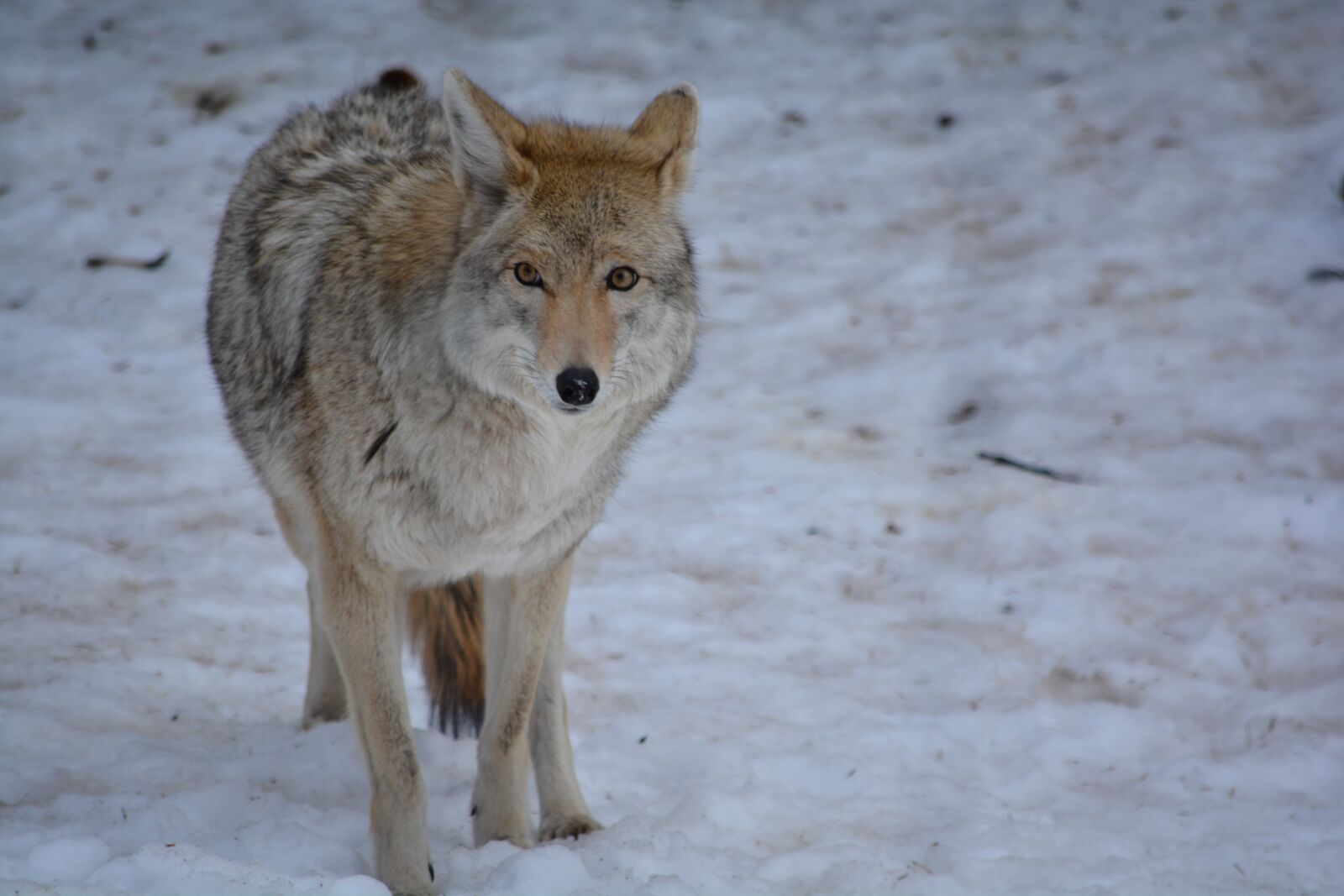 Nikon D7100 sample photo. Wolf, snow, outside photography