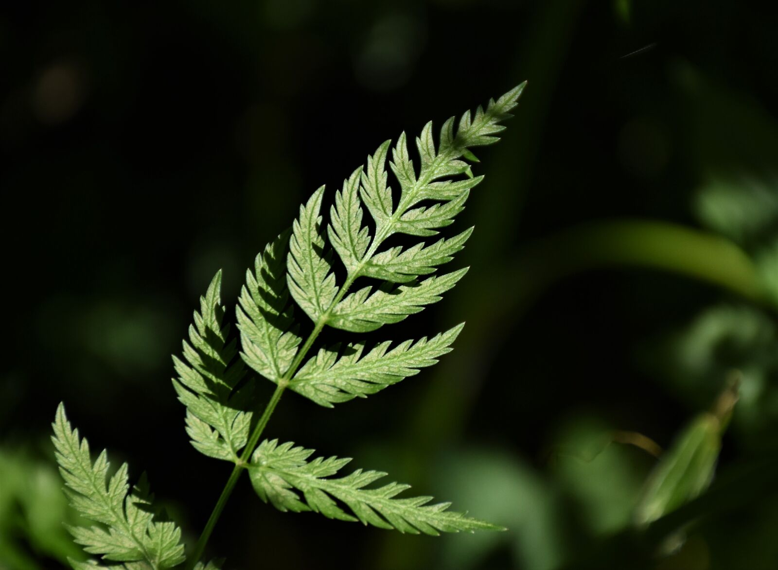 Nikon D7200 sample photo. Leaf, forest, green photography