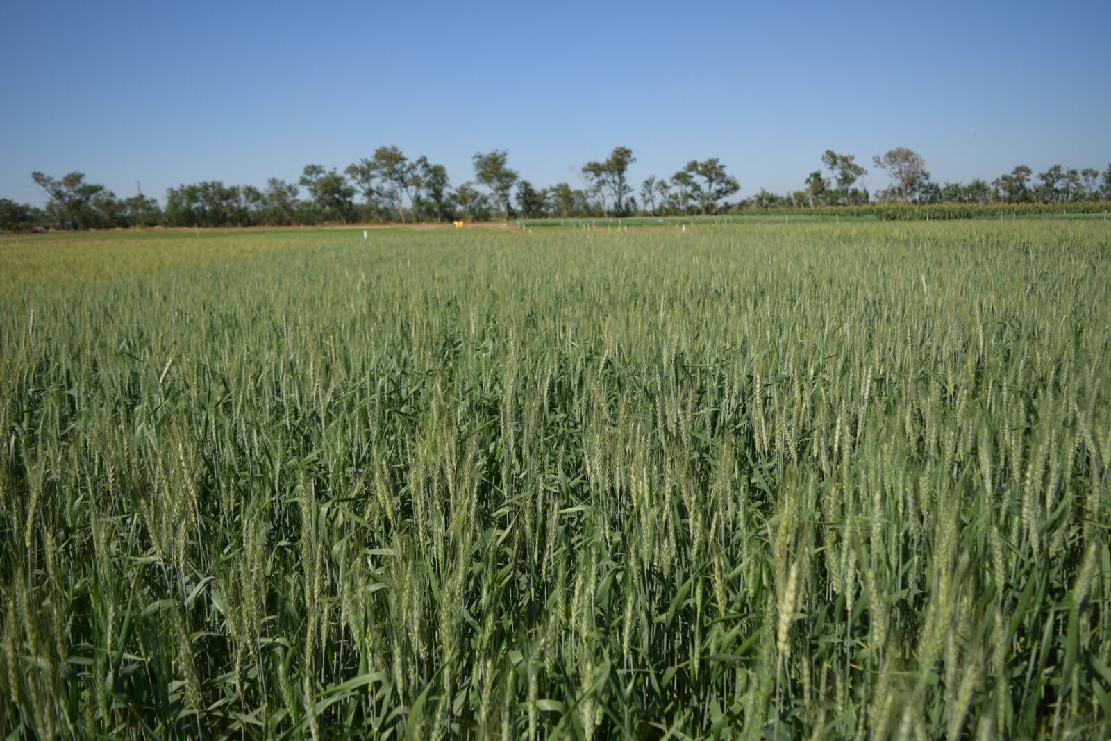 Nikon D3300 sample photo. Field, of, wheat photography