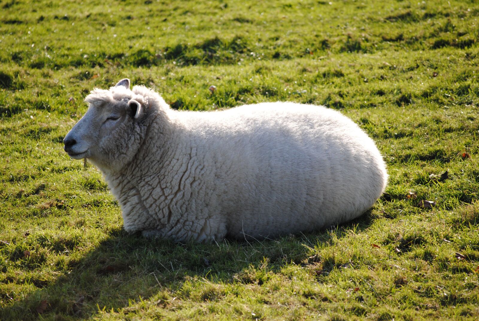 Nikon D3000 sample photo. Sheep, field, farm photography