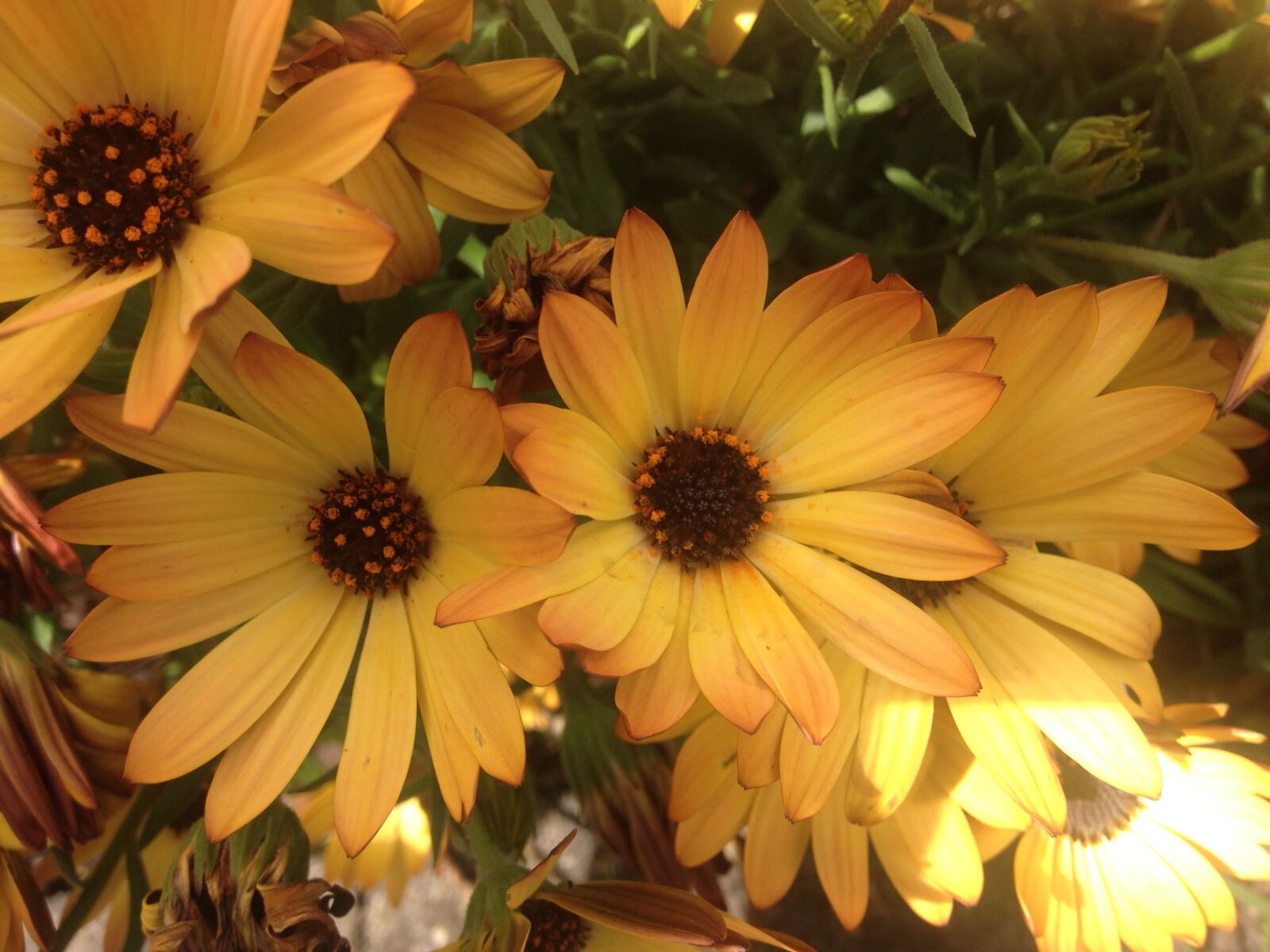 Apple iPhone 5c sample photo. Daisies, daisy, flower, flowers photography
