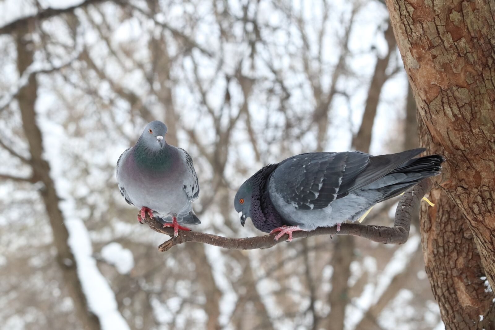 Canon EOS 77D (EOS 9000D / EOS 770D) sample photo. Winter, bird, tree photography