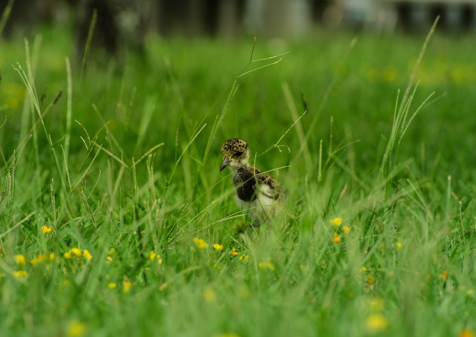 Nikon D3400 sample photo. Bird, nature, spring photography