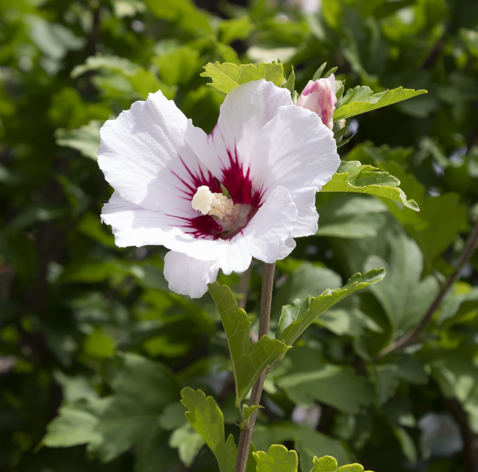 Canon EOS 1300D (EOS Rebel T6 / EOS Kiss X80) sample photo. Mallow, flower, malvaceae photography