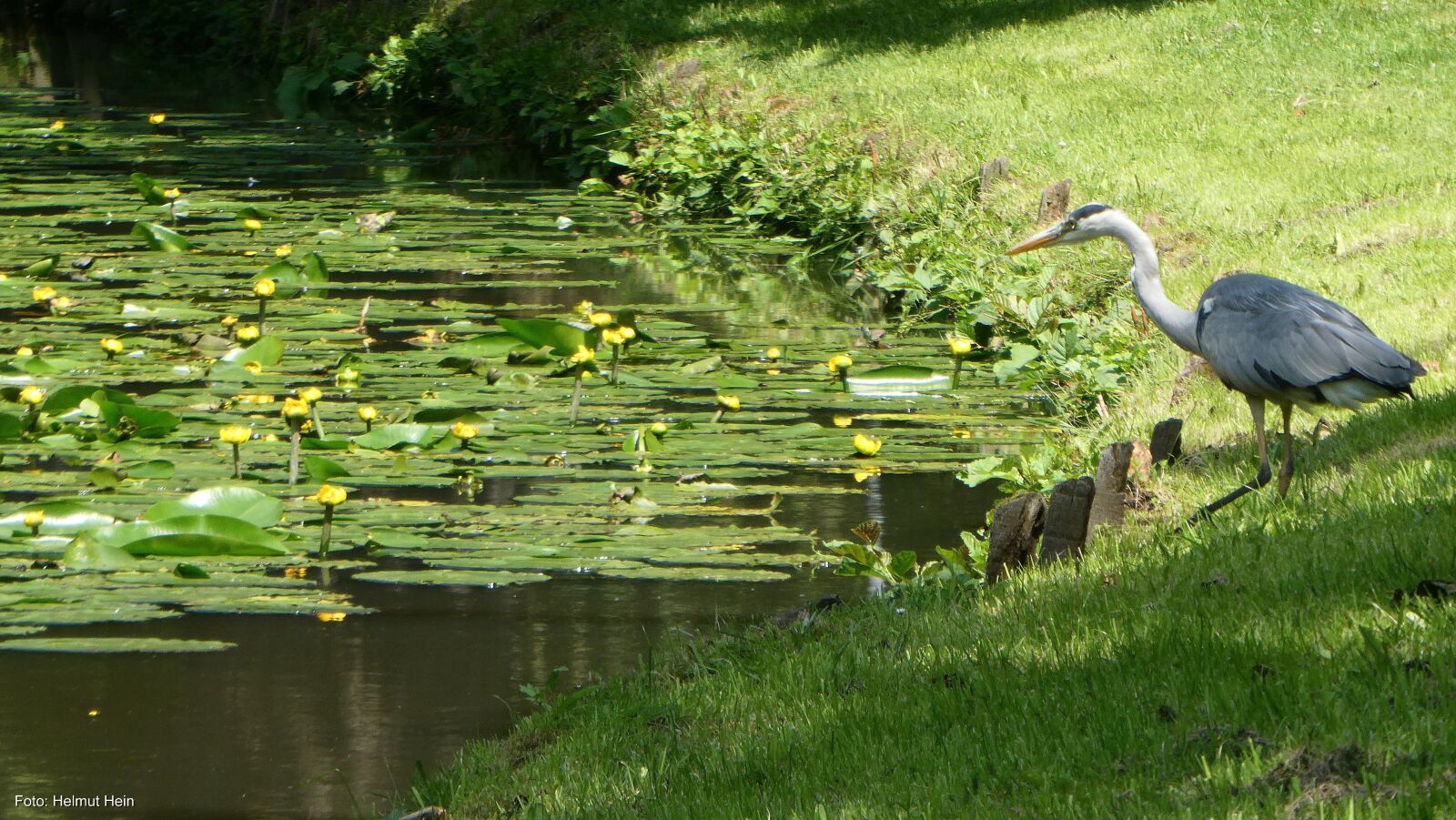 Panasonic DC-TZ91 sample photo. Heron, waterfowl, fish eater photography