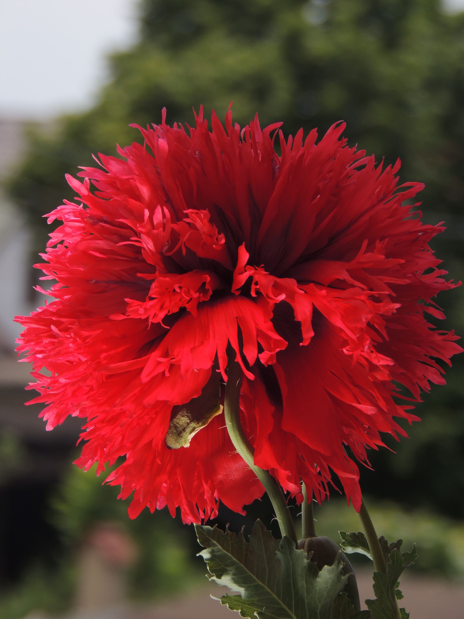 Nikon Coolpix P510 sample photo. Floare, mac, poppies, poppy photography