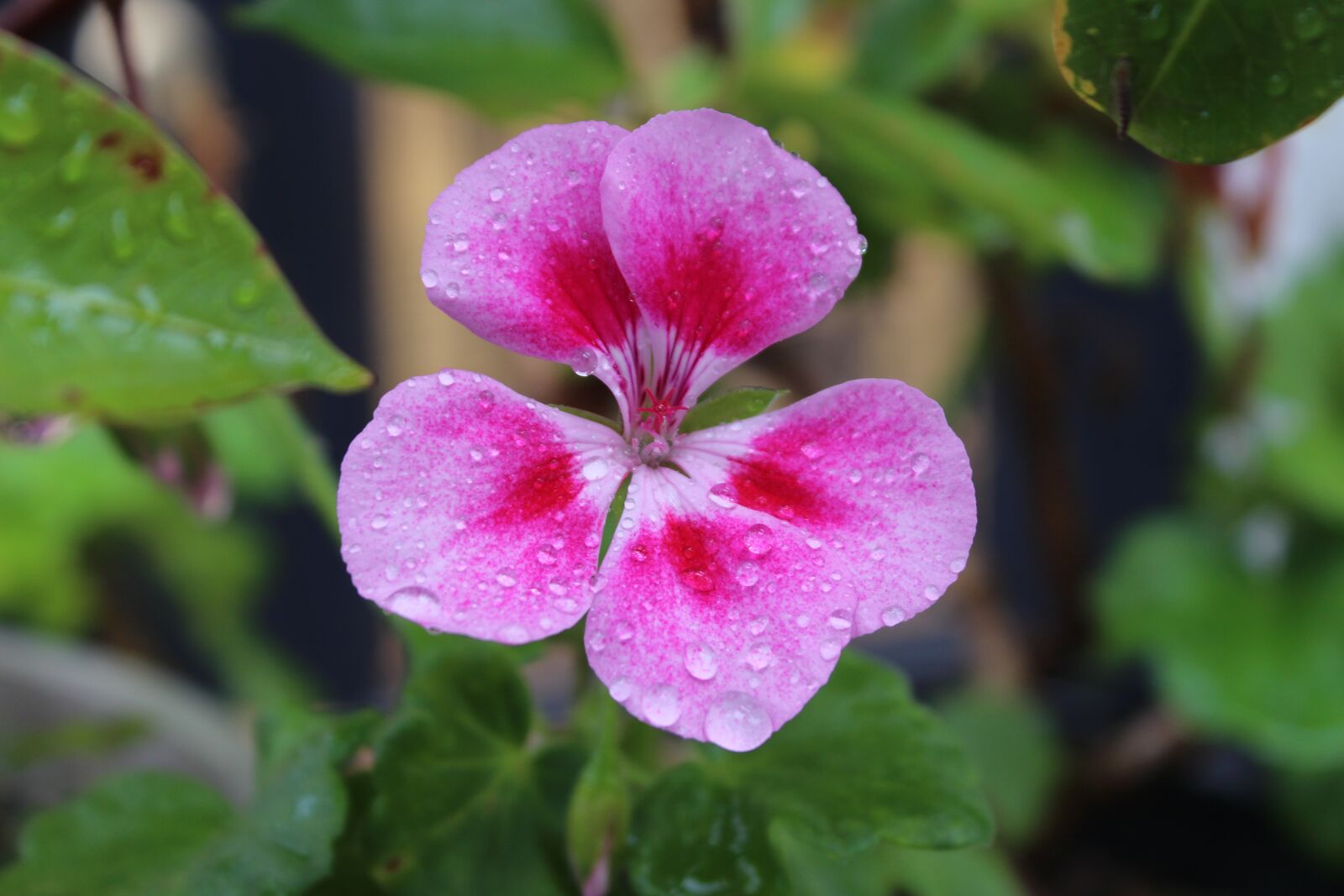 Canon EOS 650D (EOS Rebel T4i / EOS Kiss X6i) sample photo. Flowers, plants, nature photography