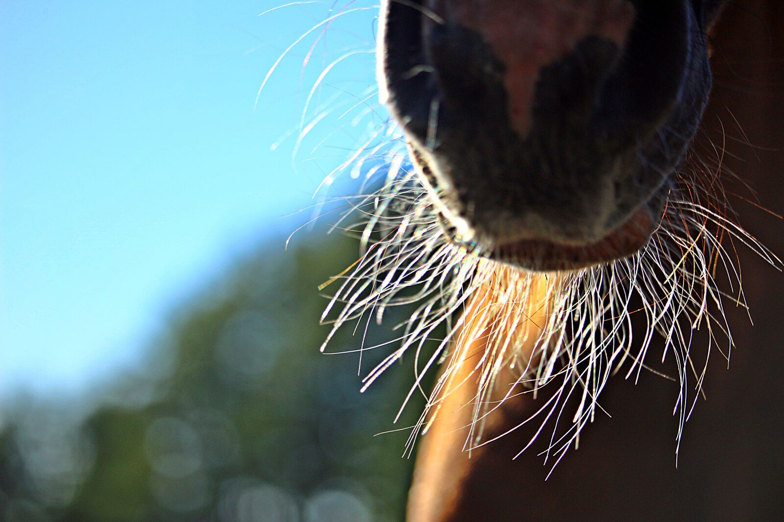 Canon EOS 100D (EOS Rebel SL1 / EOS Kiss X7) sample photo. Horse, nostrils, milk beard photography