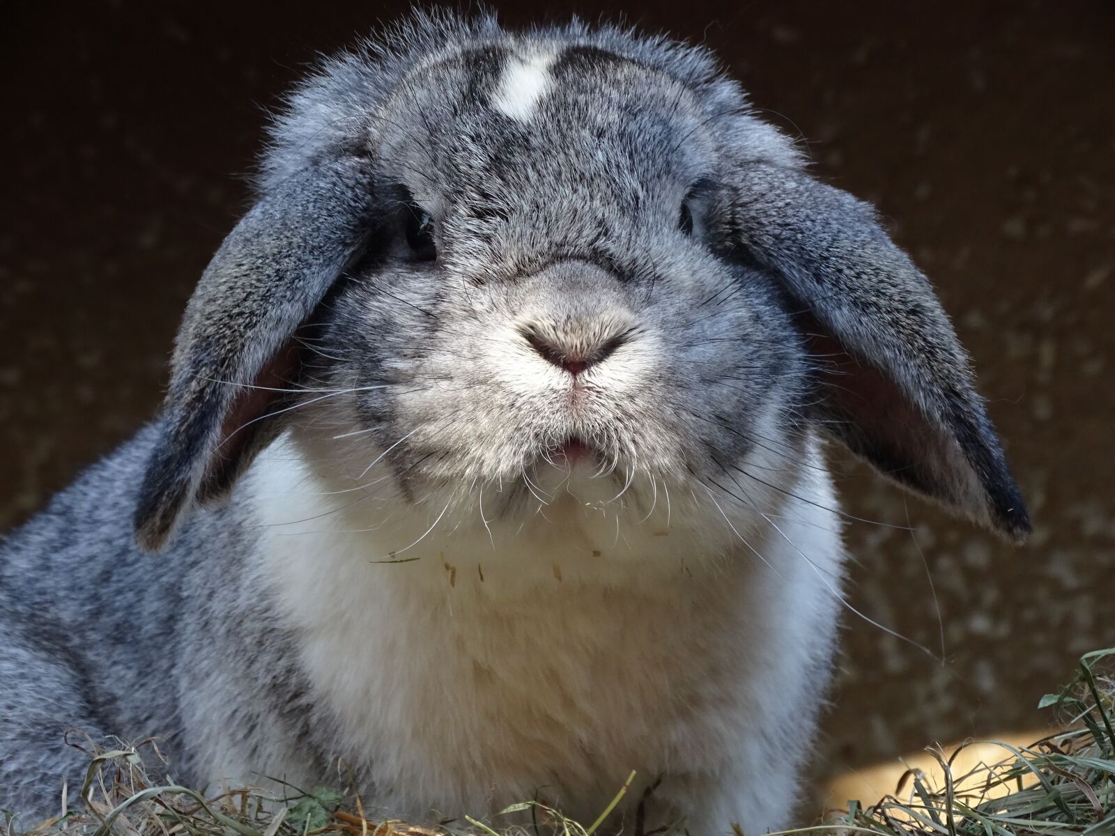 Sony Cyber-shot DSC-HX350 sample photo. Dwarf aries chinchilla-white, hare photography