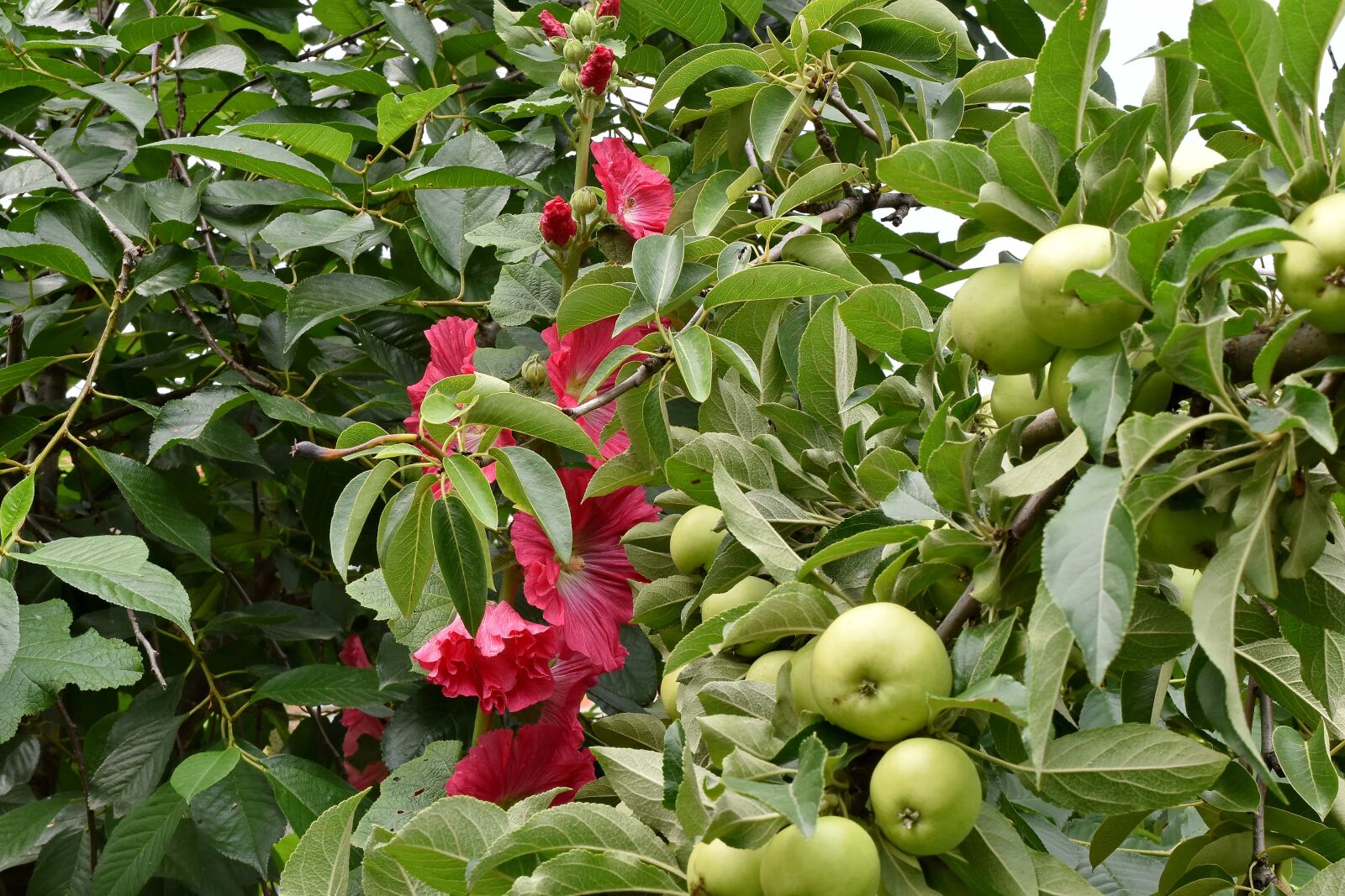 Nikon D5500 sample photo. Apple tree, branches, flower photography