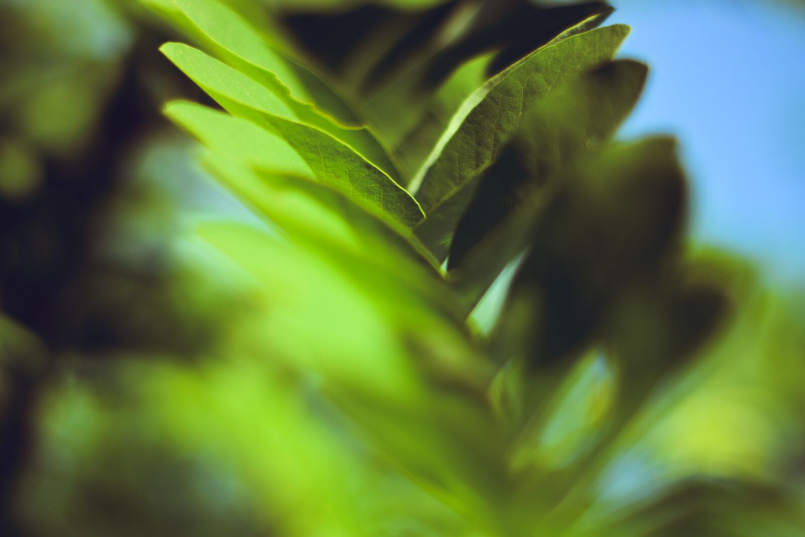Nikon D5600 sample photo. Leaves, pattern, texture photography