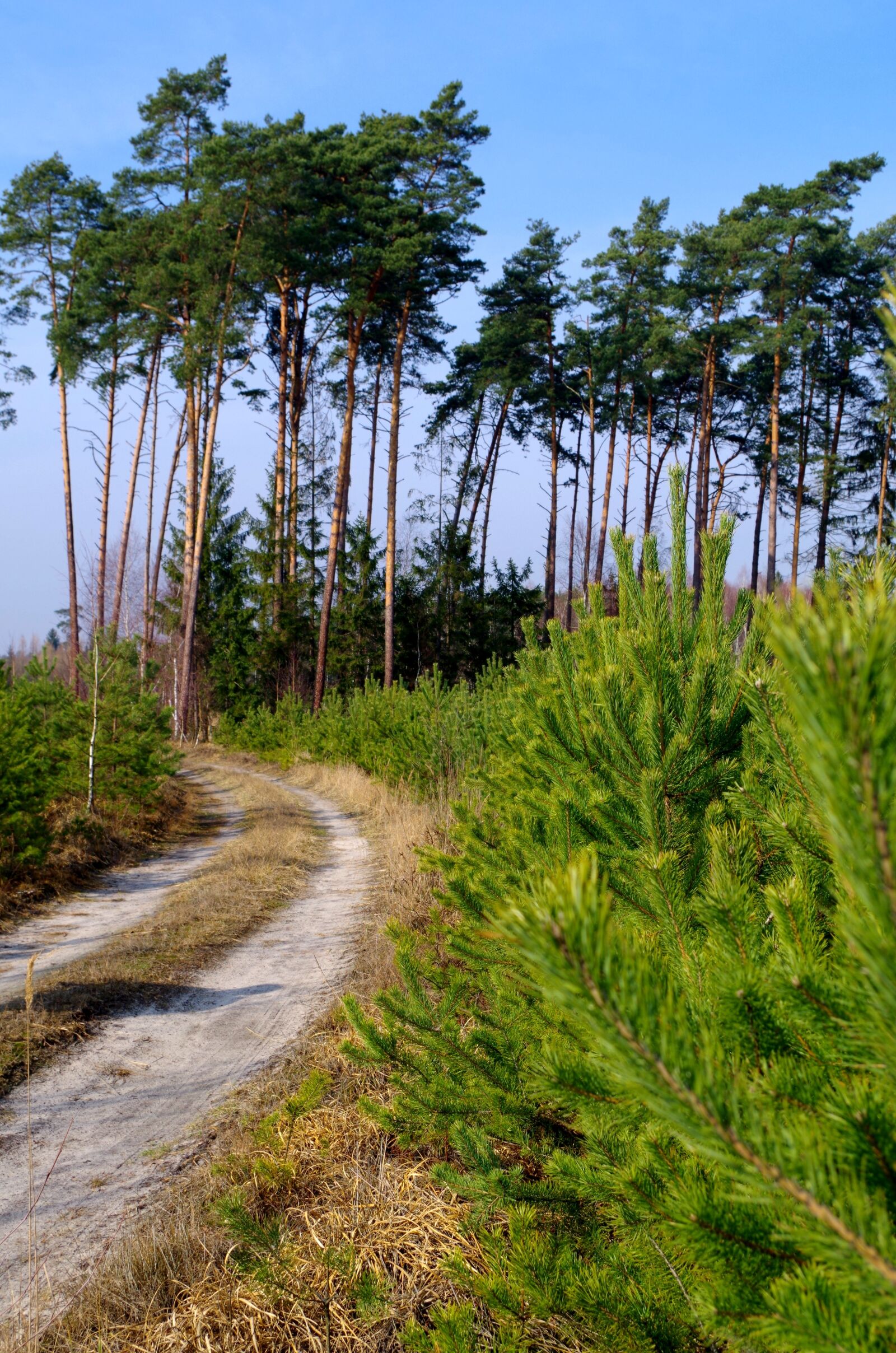 Pentax K-50 sample photo. Forest, the road in photography