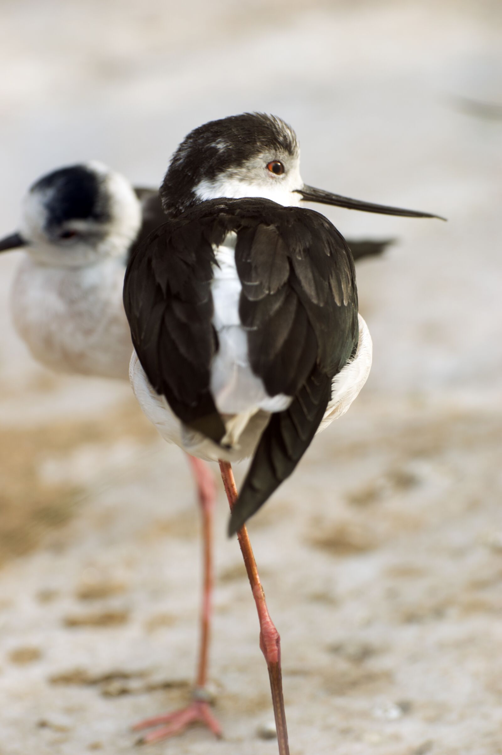 Nikon D3200 sample photo. Bird, animal world, nature photography