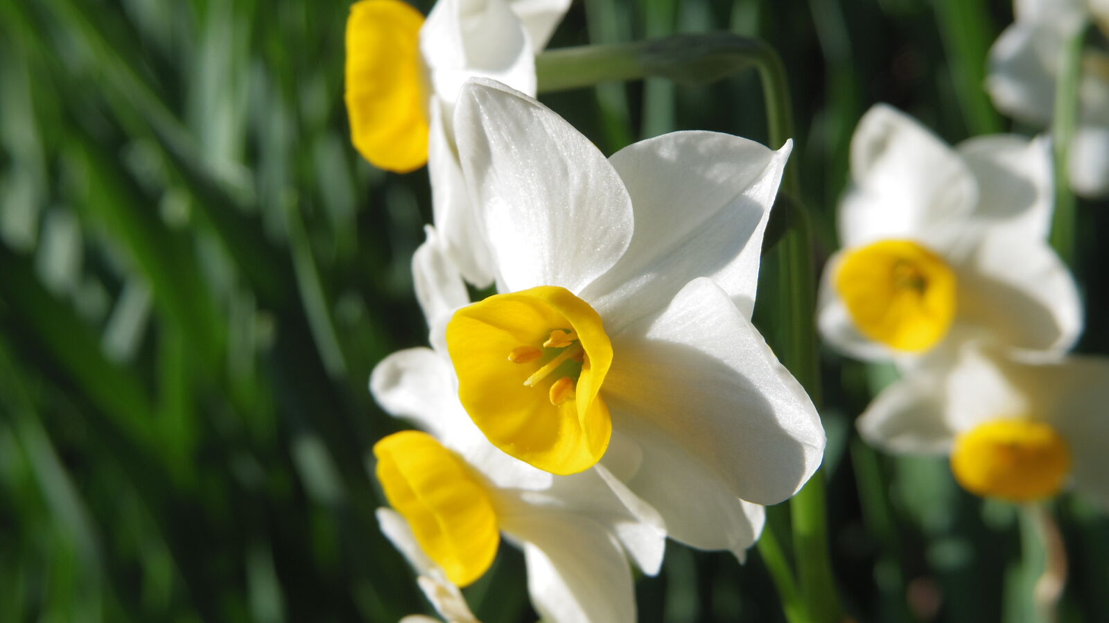 Pentax Q10 sample photo. Flower photography