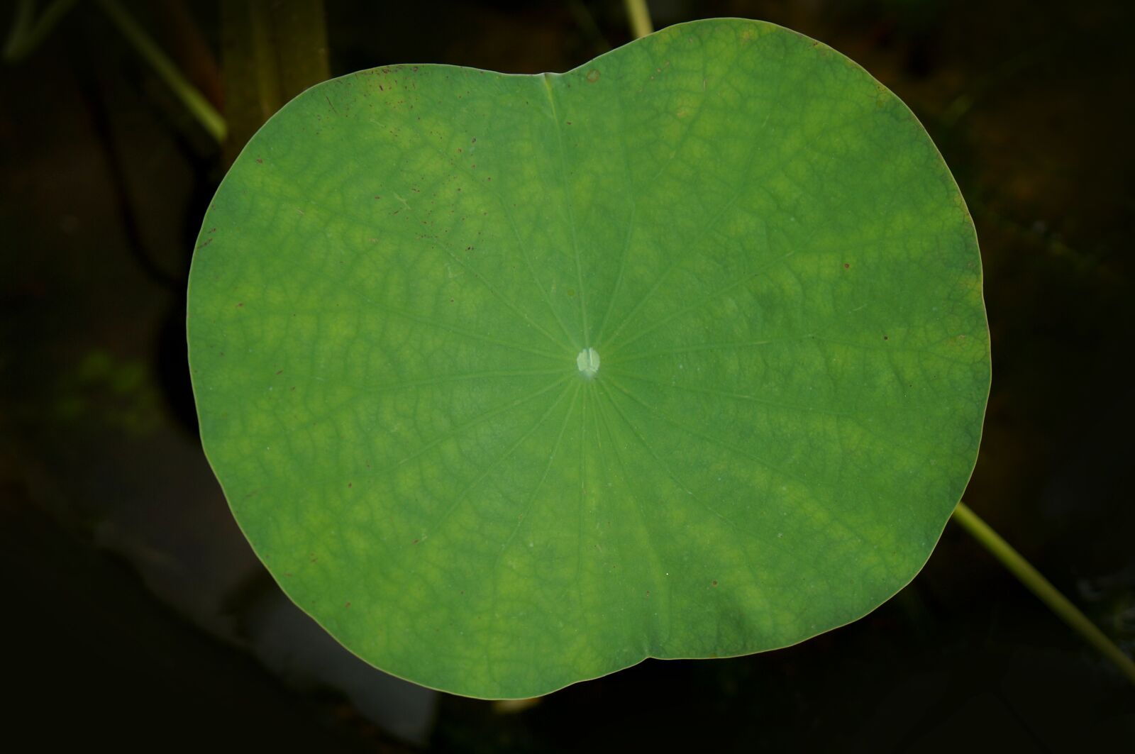 Sony Alpha NEX-F3 + Sony E 18-55mm F3.5-5.6 OSS sample photo. Lotus leaf, large leaf photography