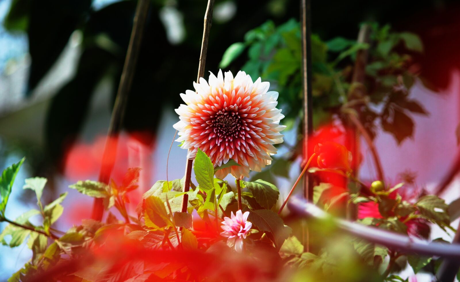 Canon EOS 1200D (EOS Rebel T5 / EOS Kiss X70 / EOS Hi) sample photo. Flower, nature, sun flower photography