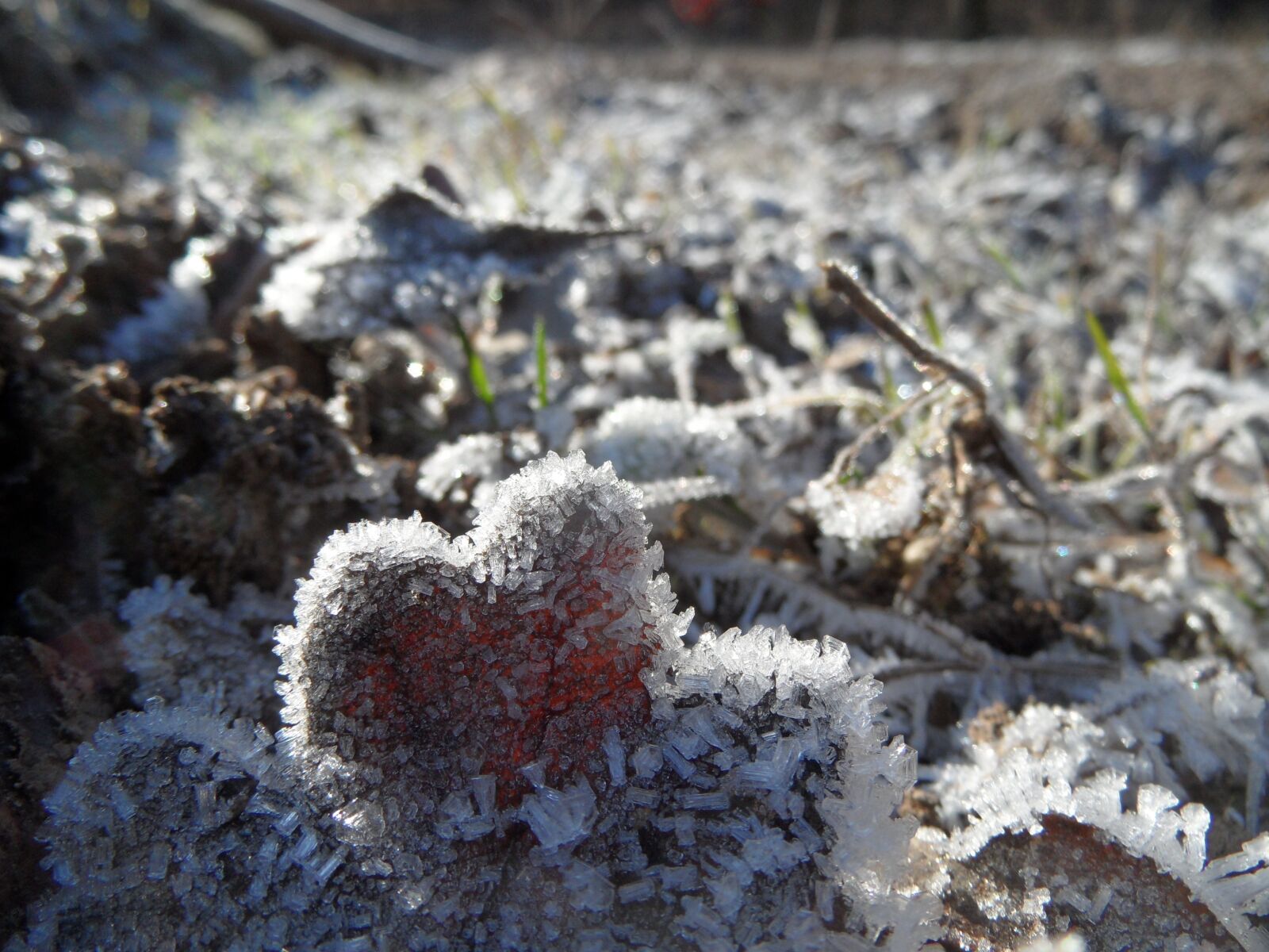 Samsung WB650 / VLUU WB650 /  WB660 sample photo. Ice, frost, winter photography