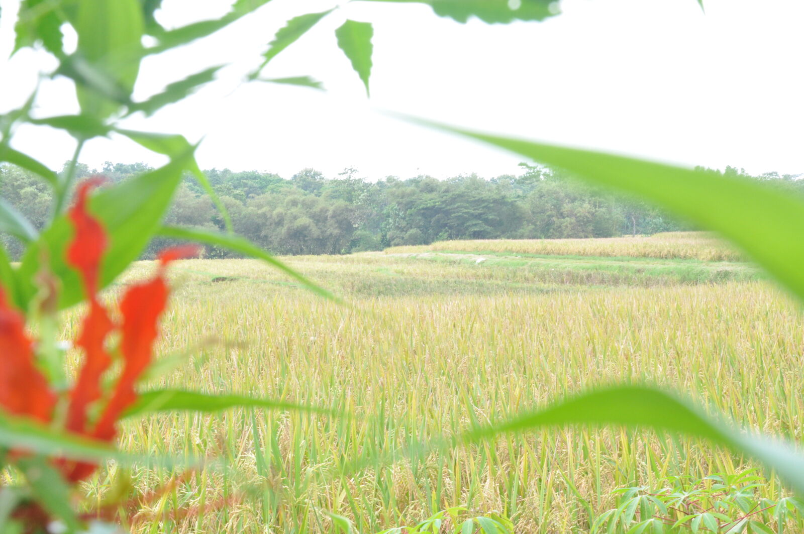 Nikon D90 sample photo. Flower, in, the, paddy photography