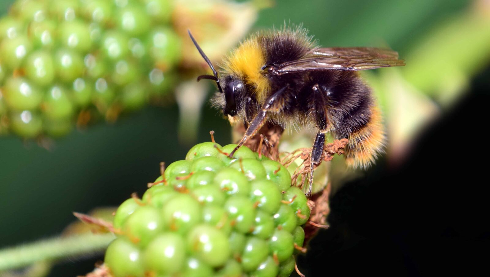 Nikon D3300 sample photo. Nature, bumblebee, macro, detail photography