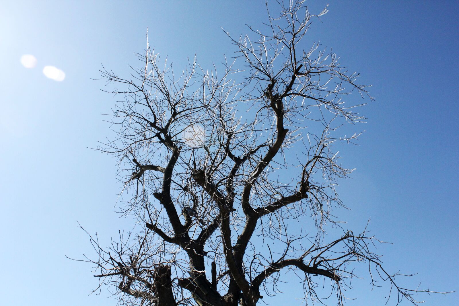 Canon EOS 550D (EOS Rebel T2i / EOS Kiss X4) sample photo. Tree, winter, icicles photography