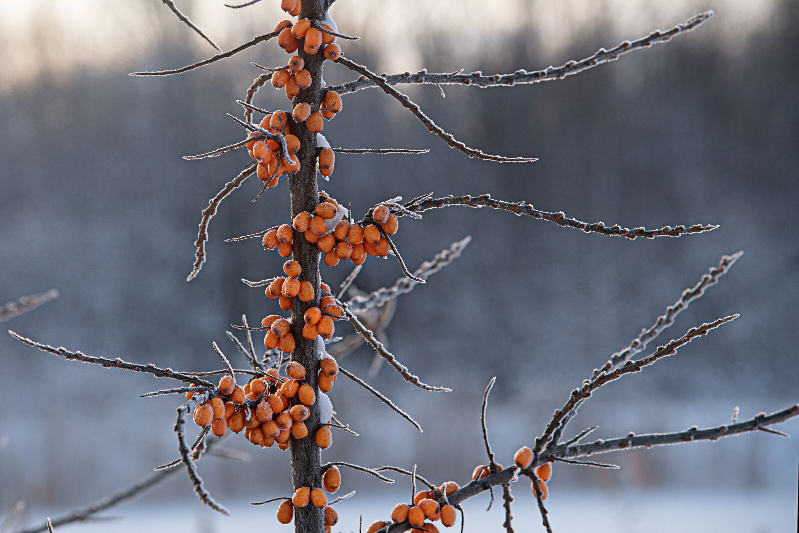 Nikon D750 sample photo. Sea-buckthorn, winter, berry photography
