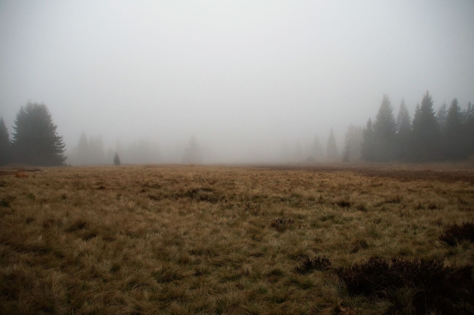 Sony SLT-A58 sample photo. God's gift, bo darsk photography