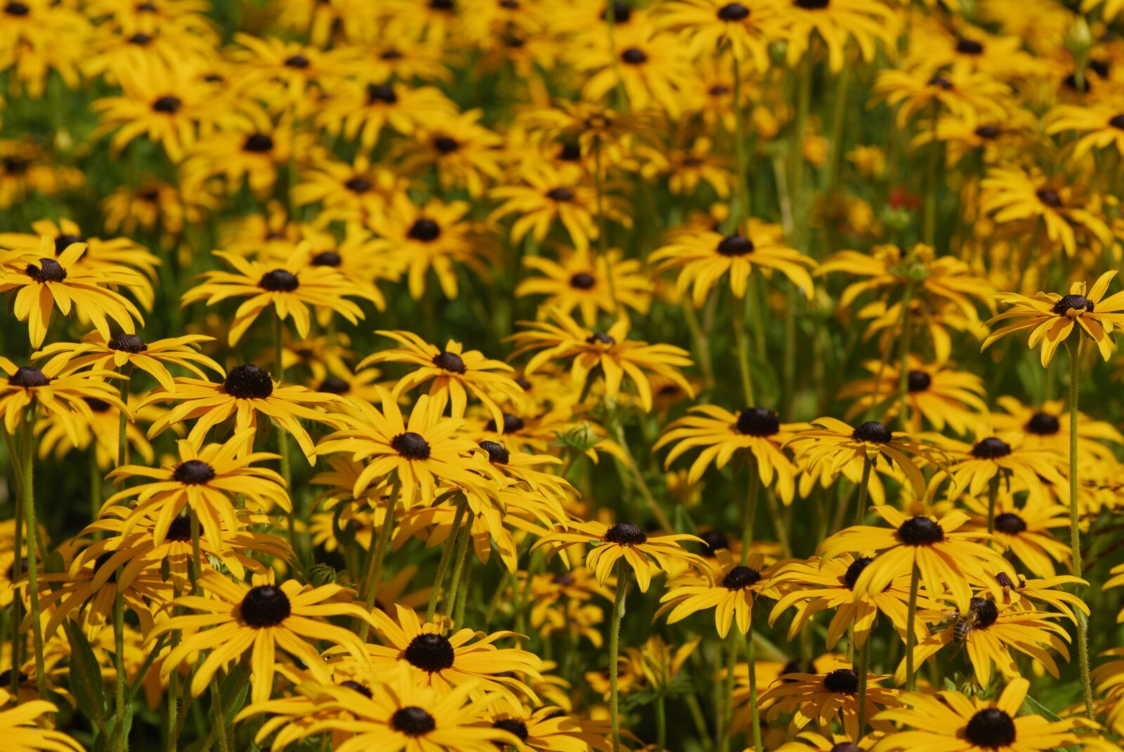 Nikon D200 sample photo. Nature, summer, plant photography