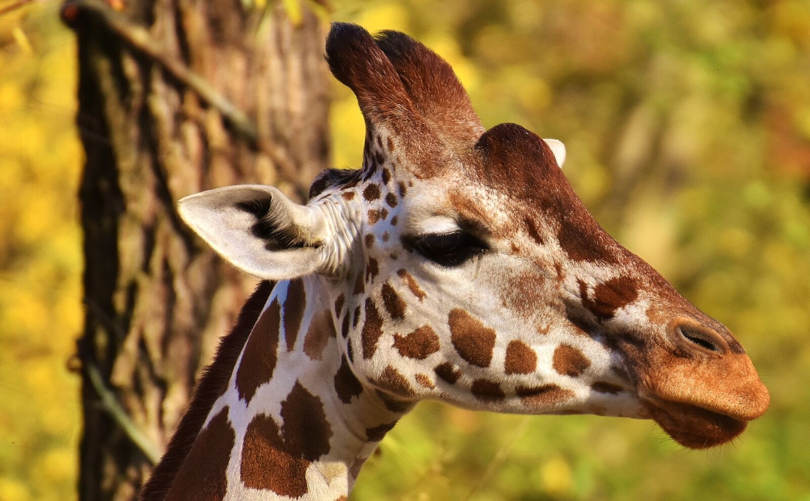 Nikon D7200 sample photo. Giraffe, zoo, animal photography