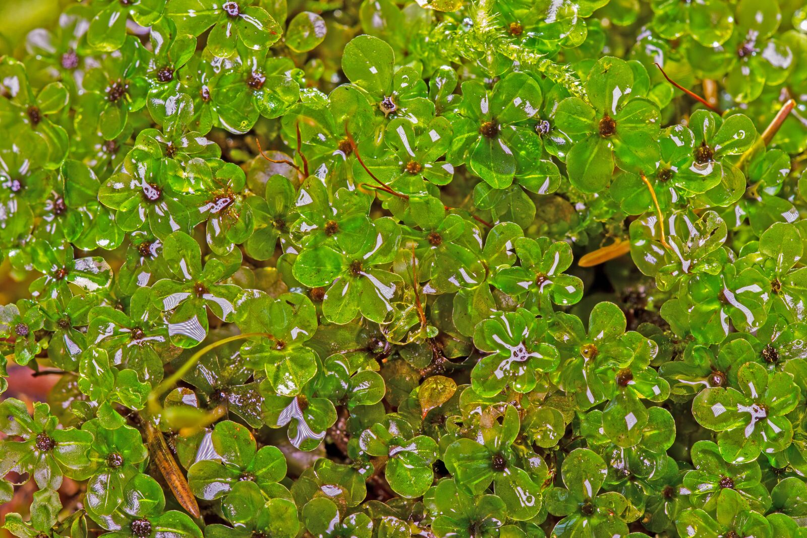 Canon EOS 7D sample photo. Moss, moss species, root photography